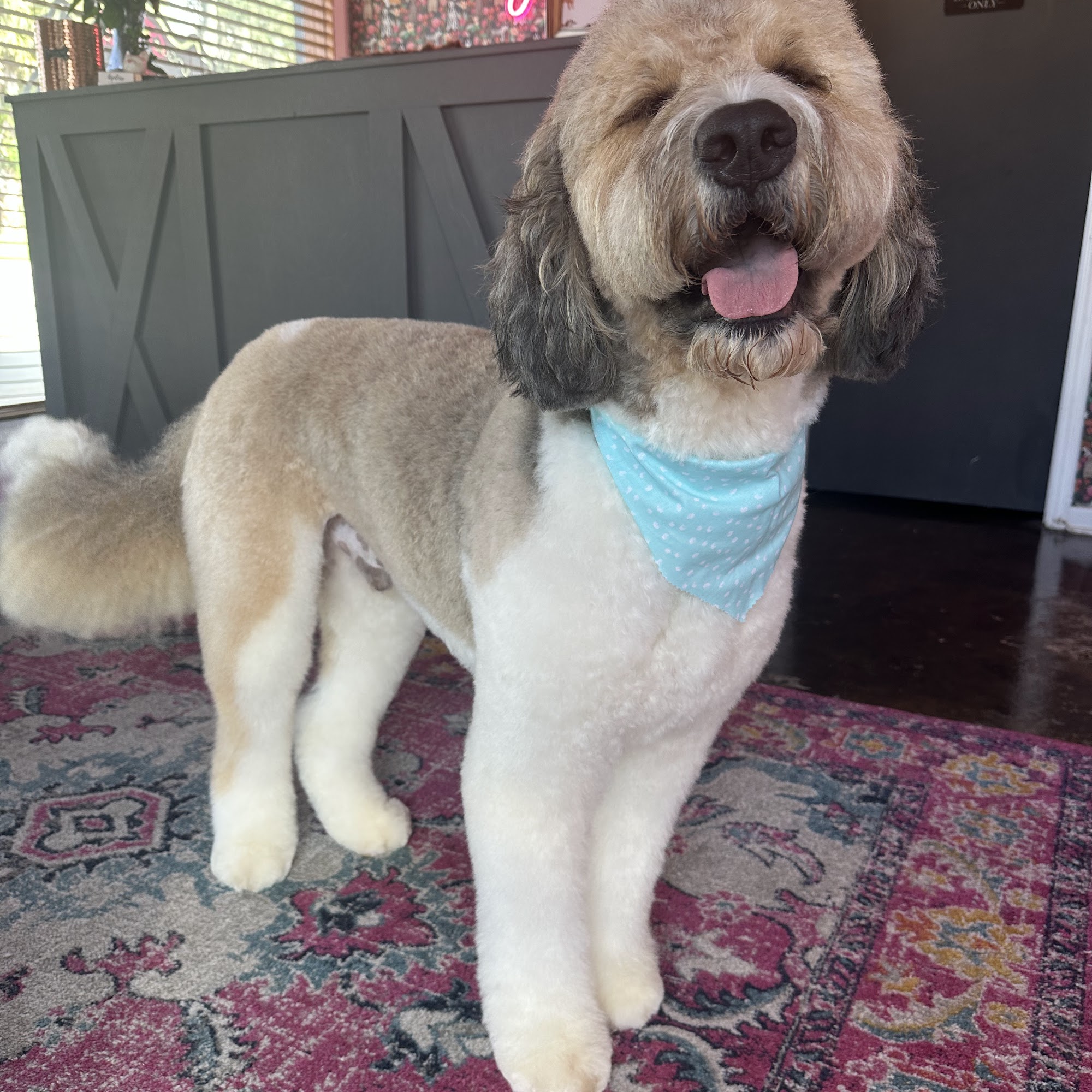 Copper Tail Grooming Co. Lakeland