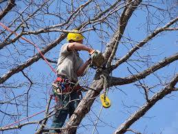 Arbor Tree Care