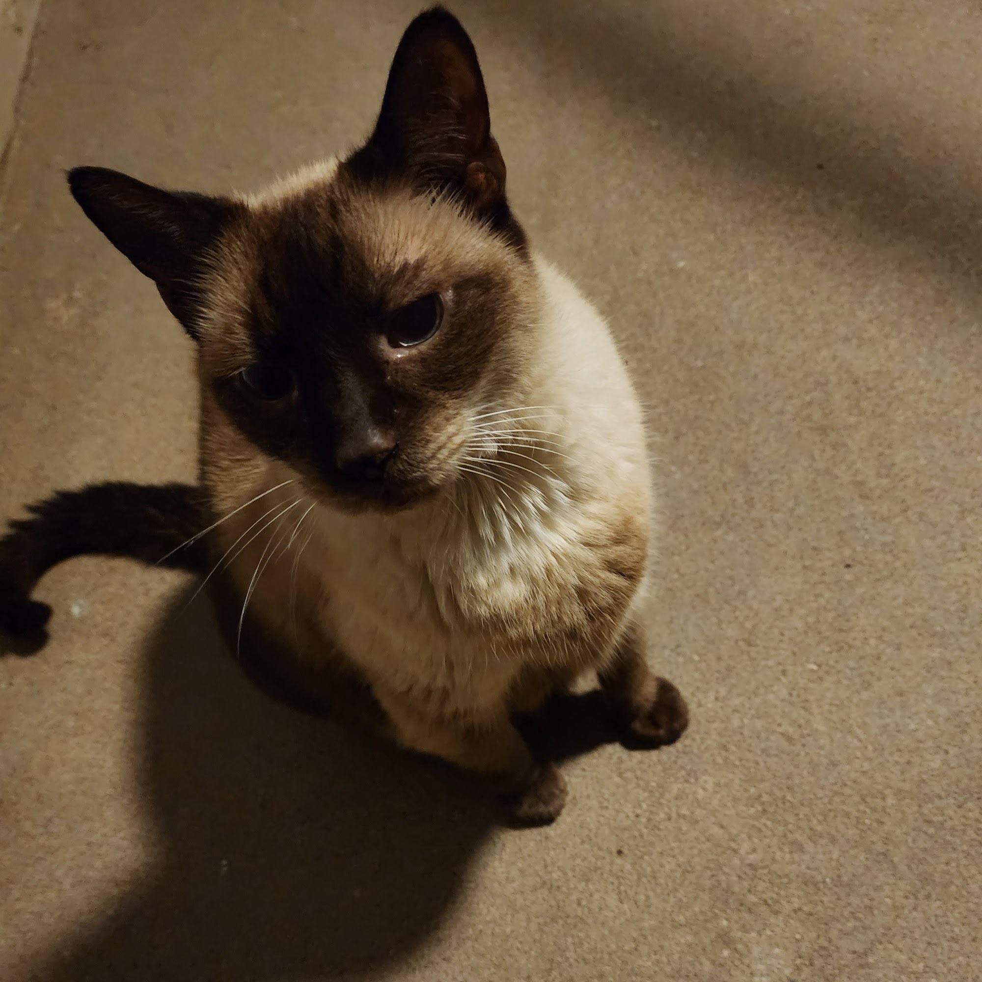 Animal Health Center of Land O' Lakes Land O' Lakes