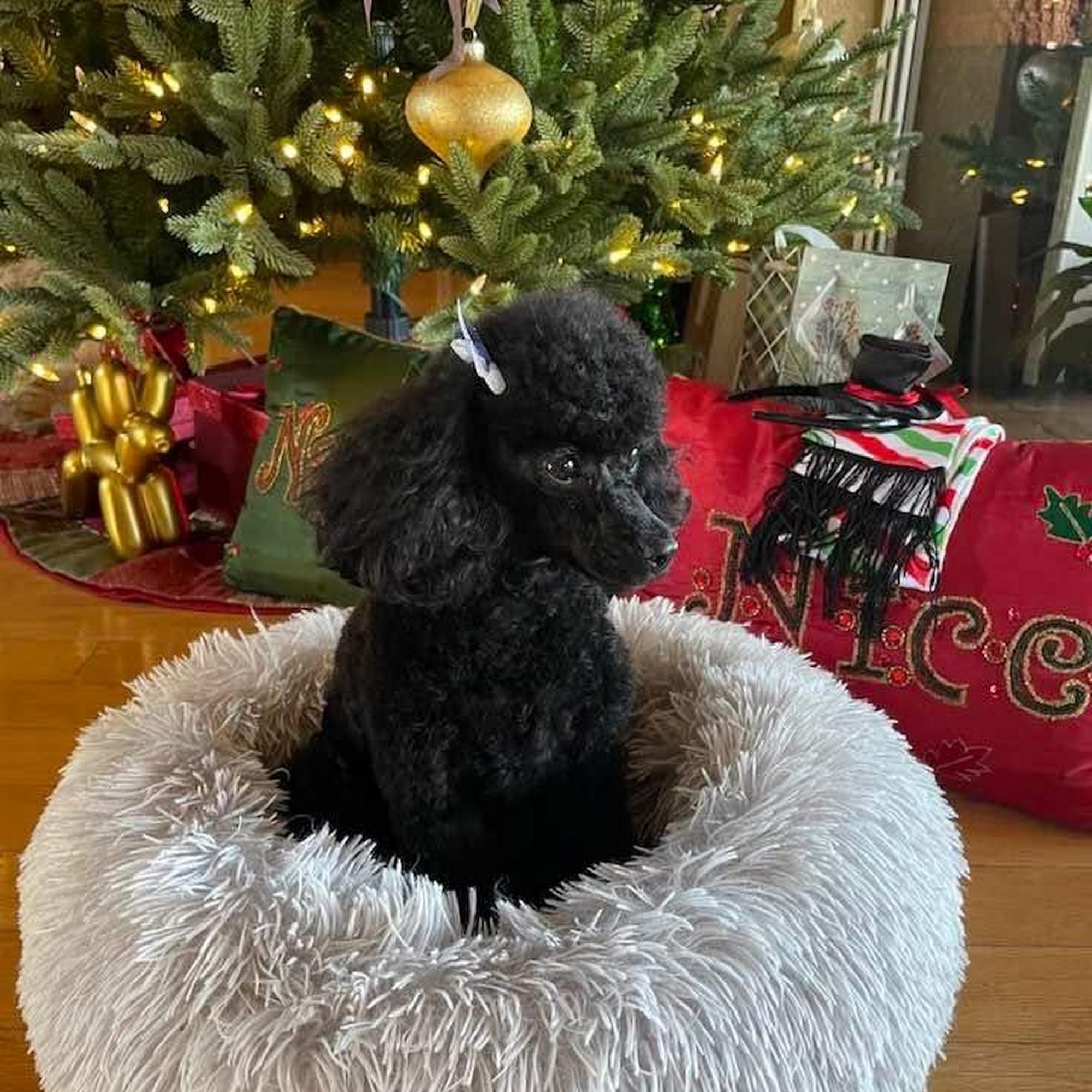 SKYLINE Animal Hospital Land O' Lakes