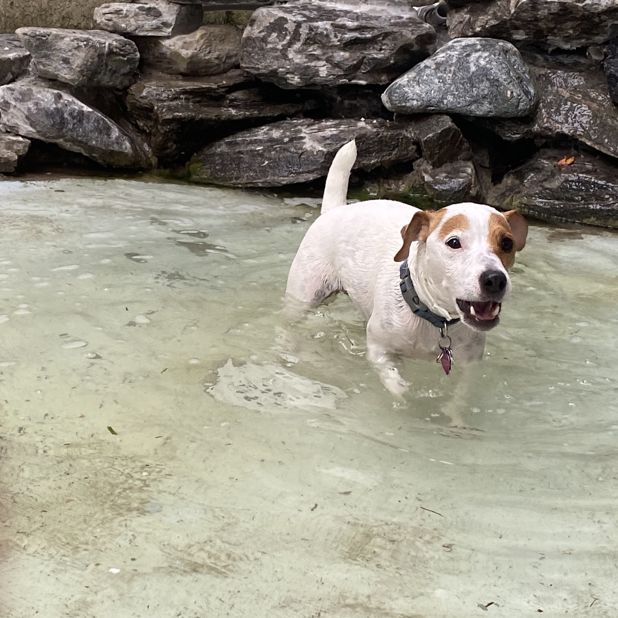 Happy Tails Pet Lodge Land O' Lakes