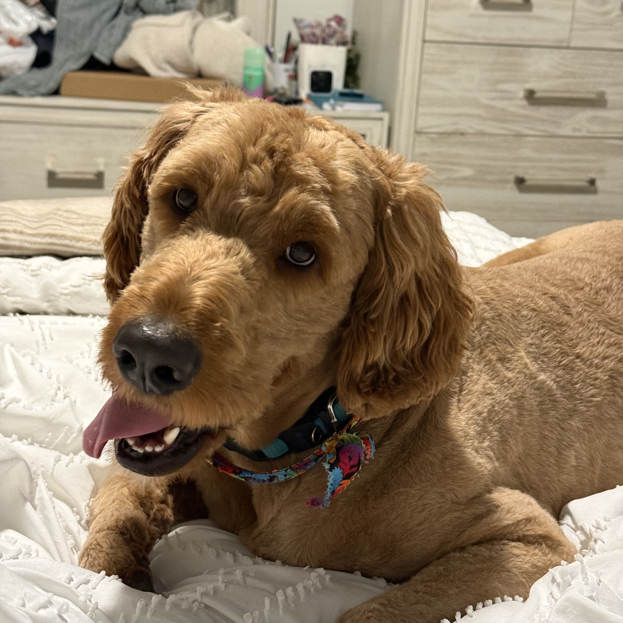 Beach Dogs Pet Salon Inc Lantana