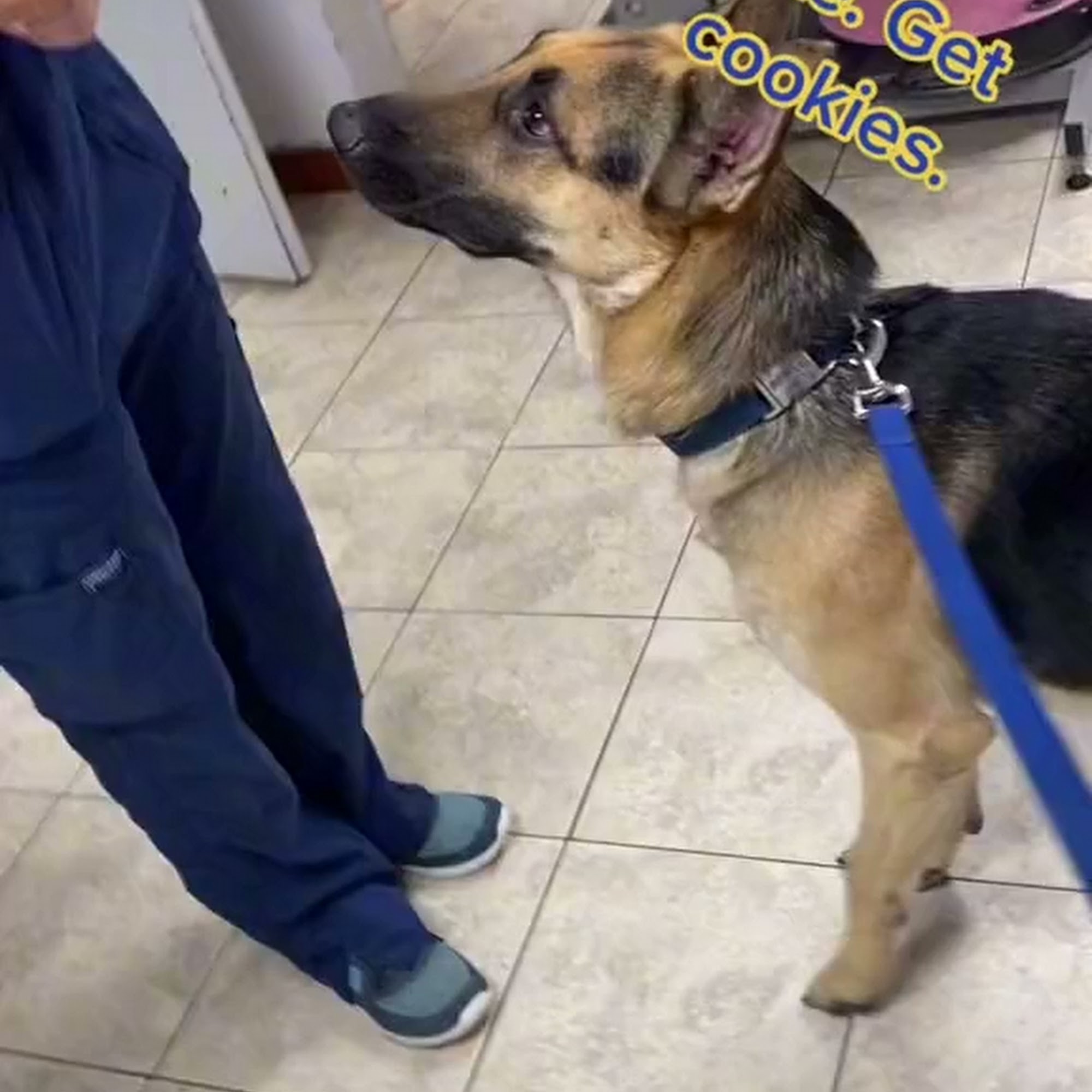 Coastal Animal Clinic Largo