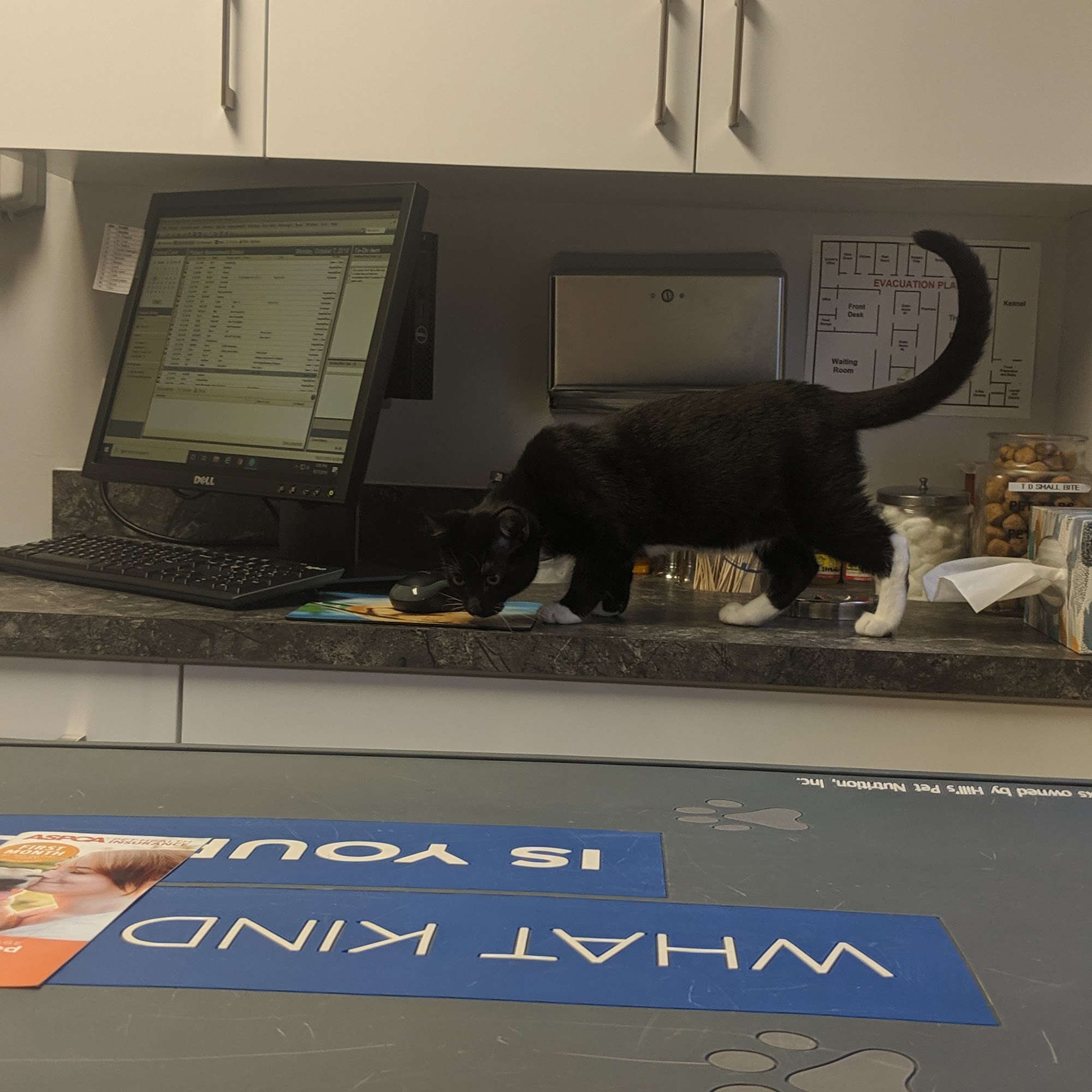 Largo Veterinary Hospital Largo