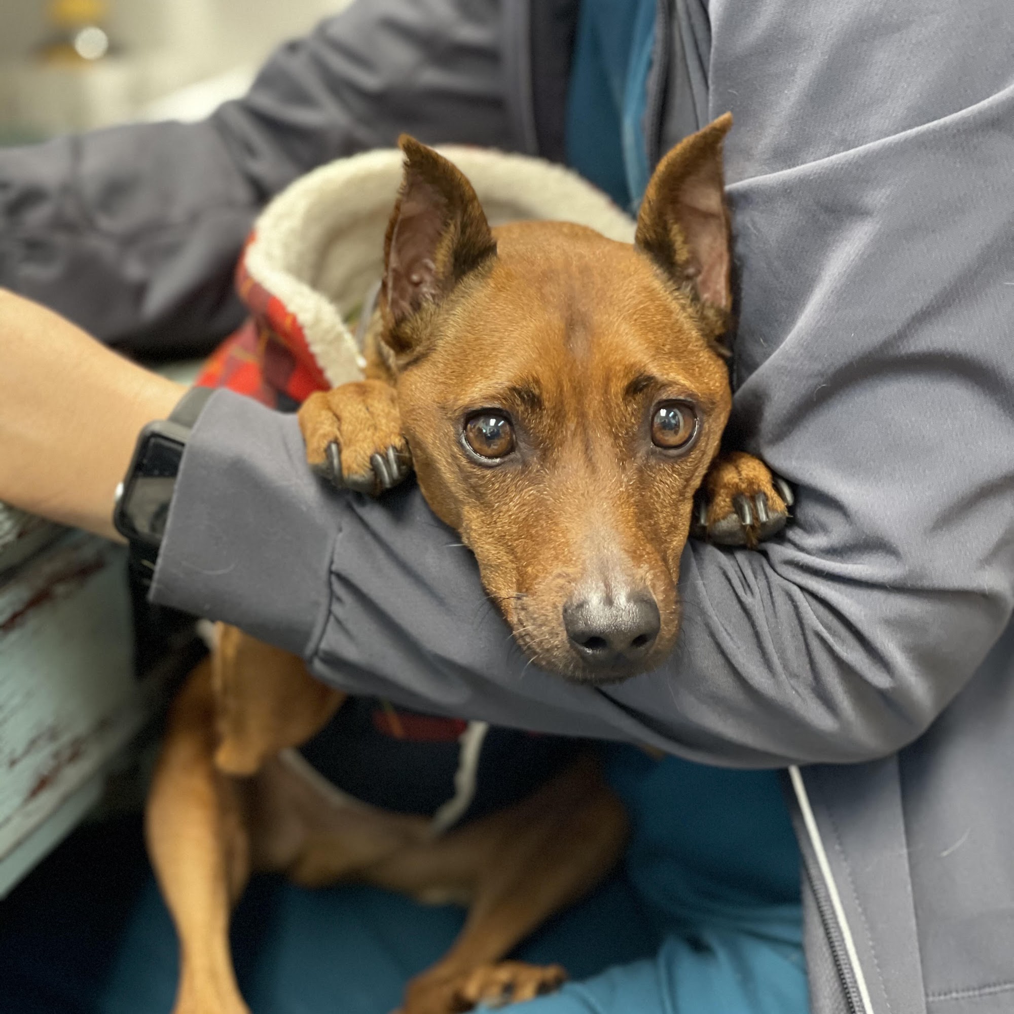 Animal Hospital of Largo Largo