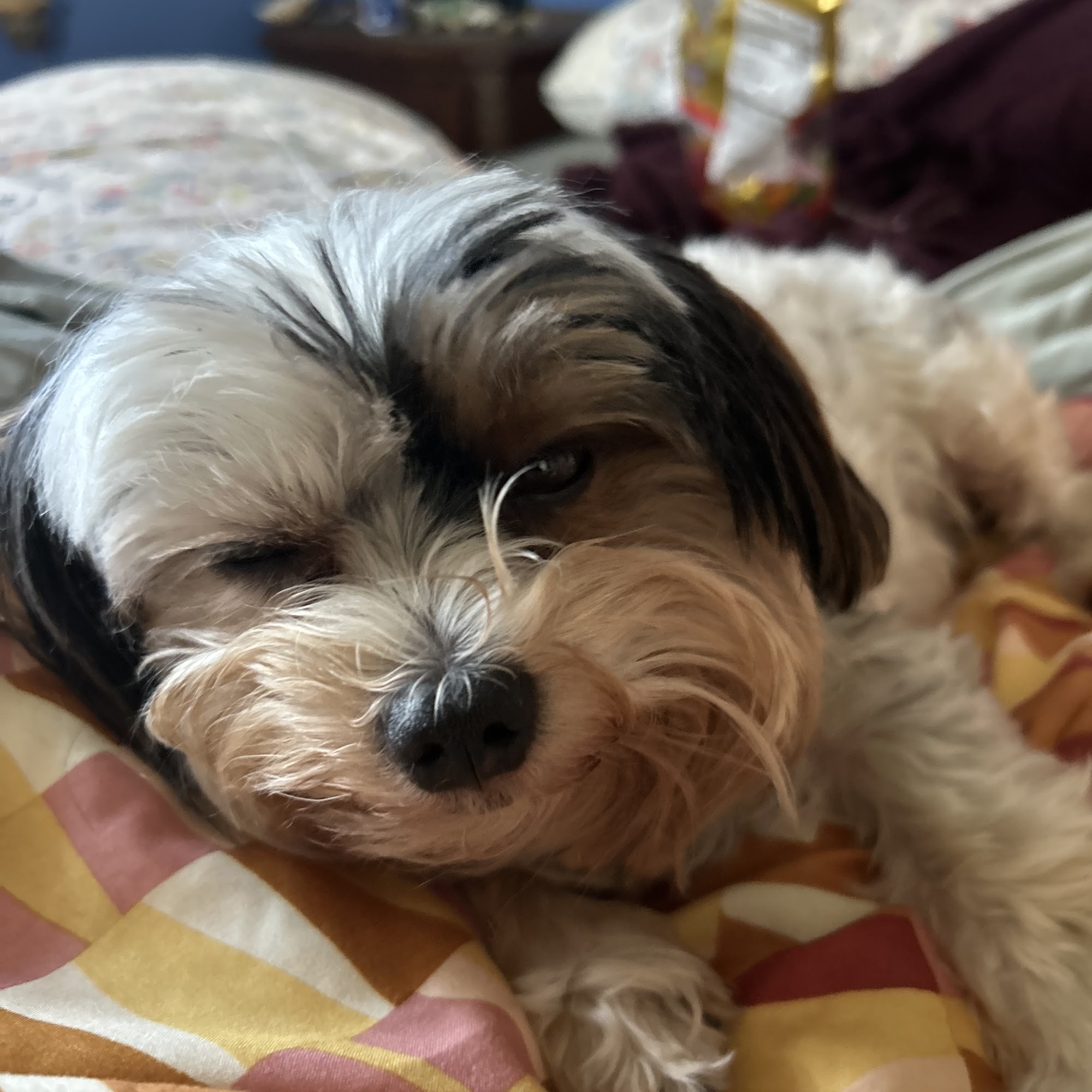 Animal Hospital of West Bay Largo