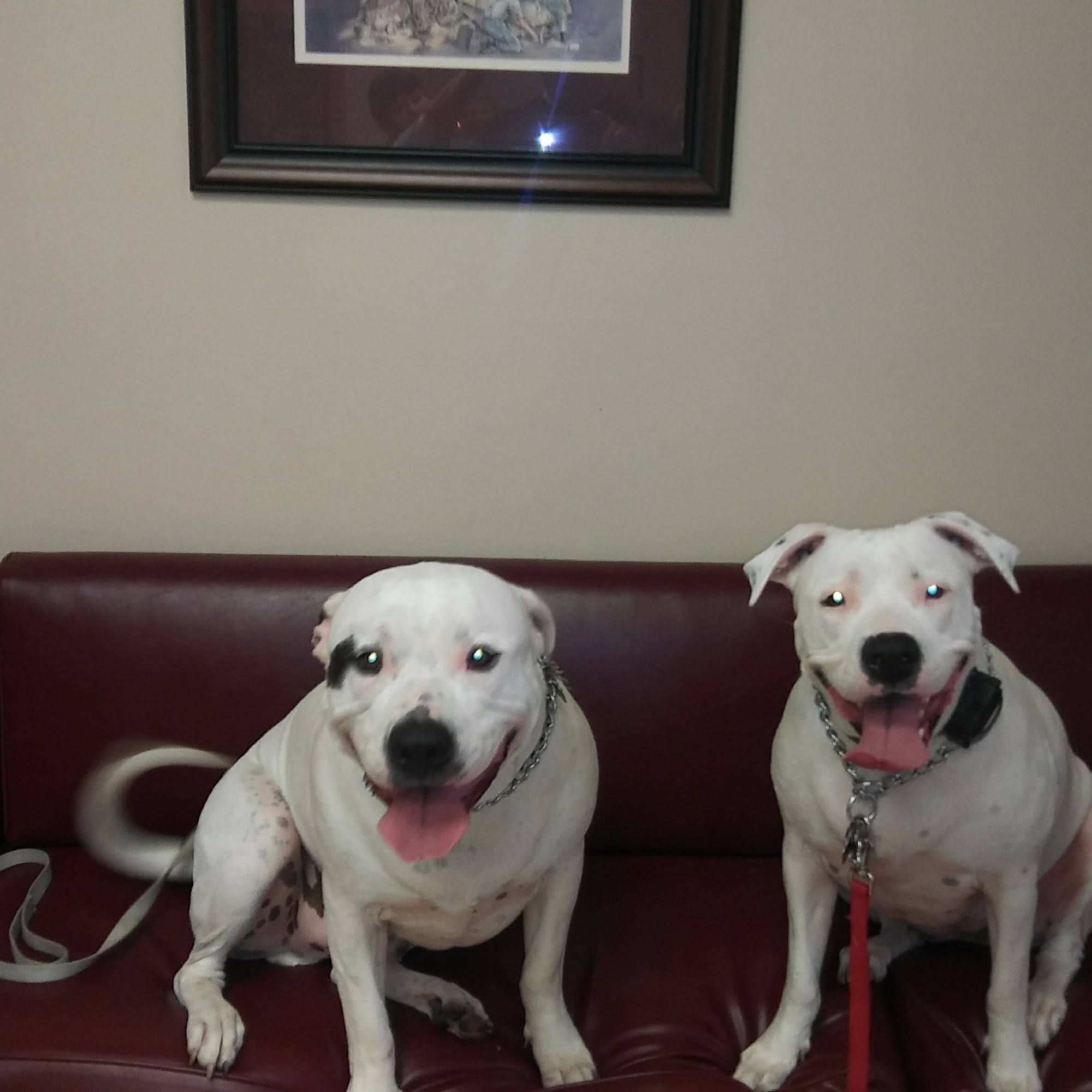 Seminole Blvd Animal Hospital Largo
