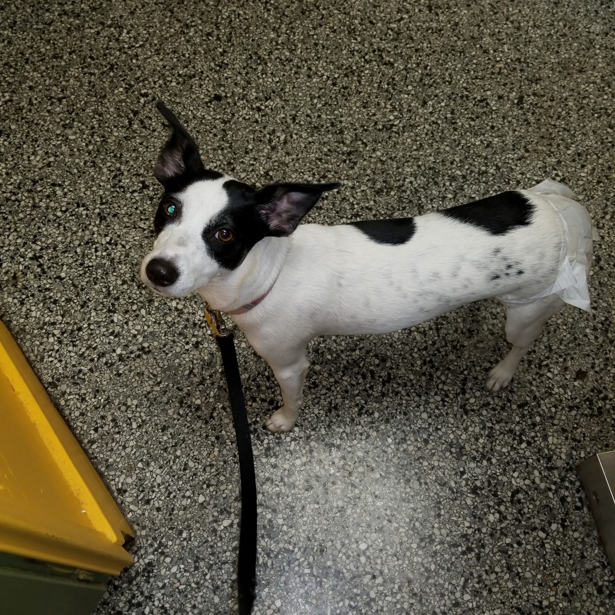 Midway Animal Hospital- Largo Largo