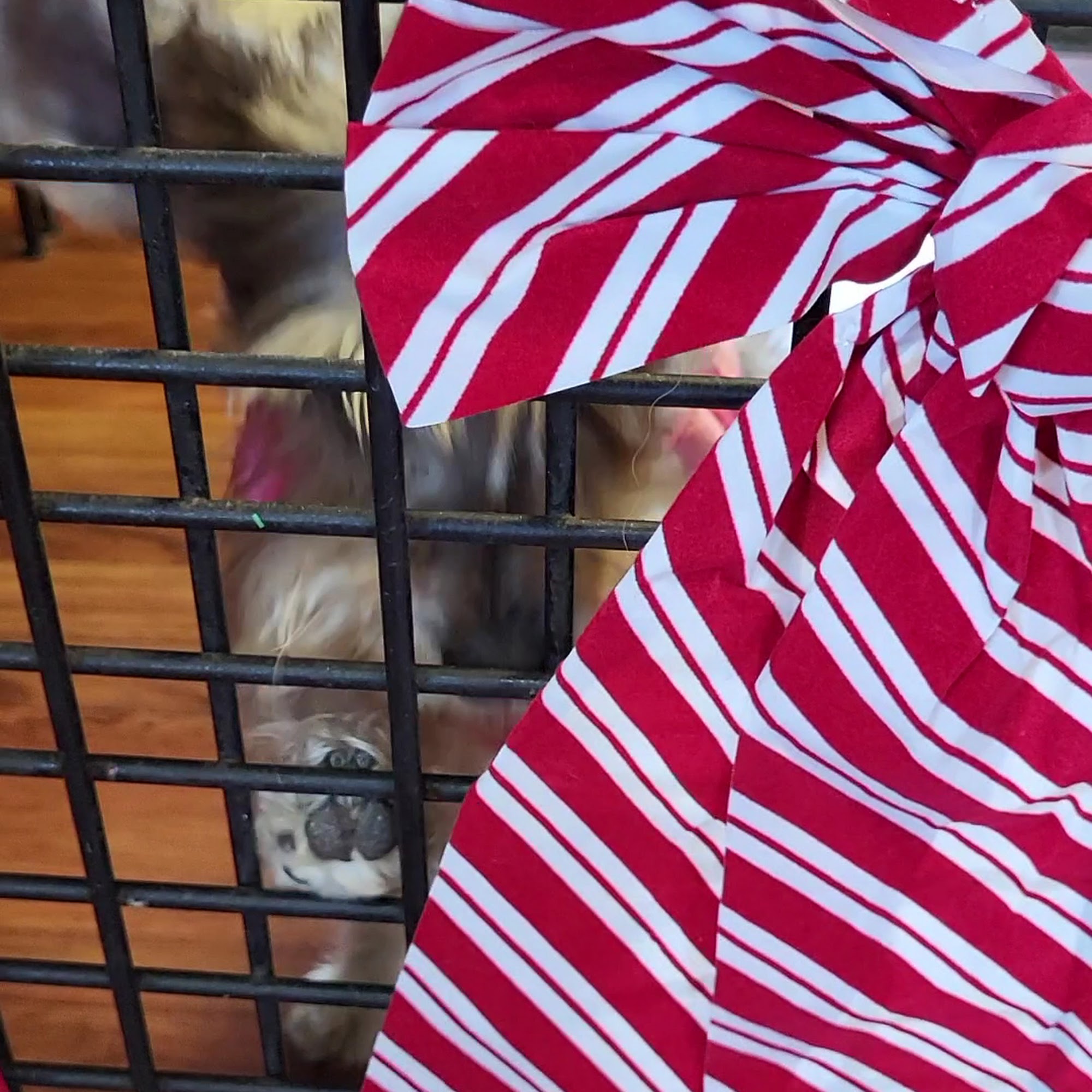 Advantage Pet Center Largo