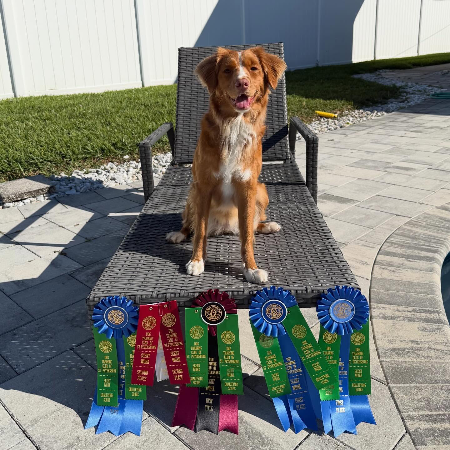 Progress 4 Paws Largo