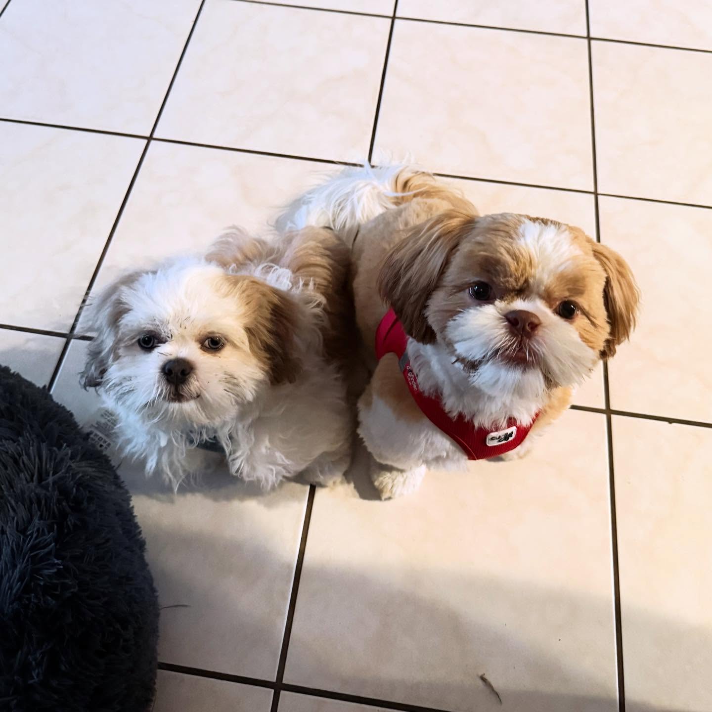 Progress 4 Paws Largo