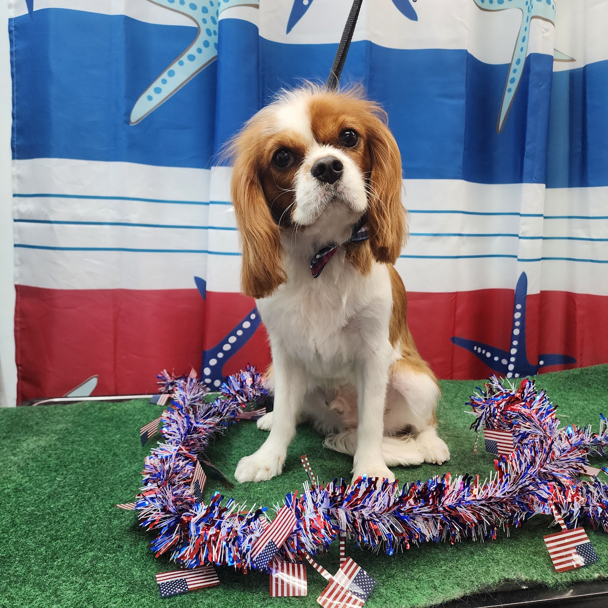 Pampered Pets By Michelle @ Cute Cuts Largo