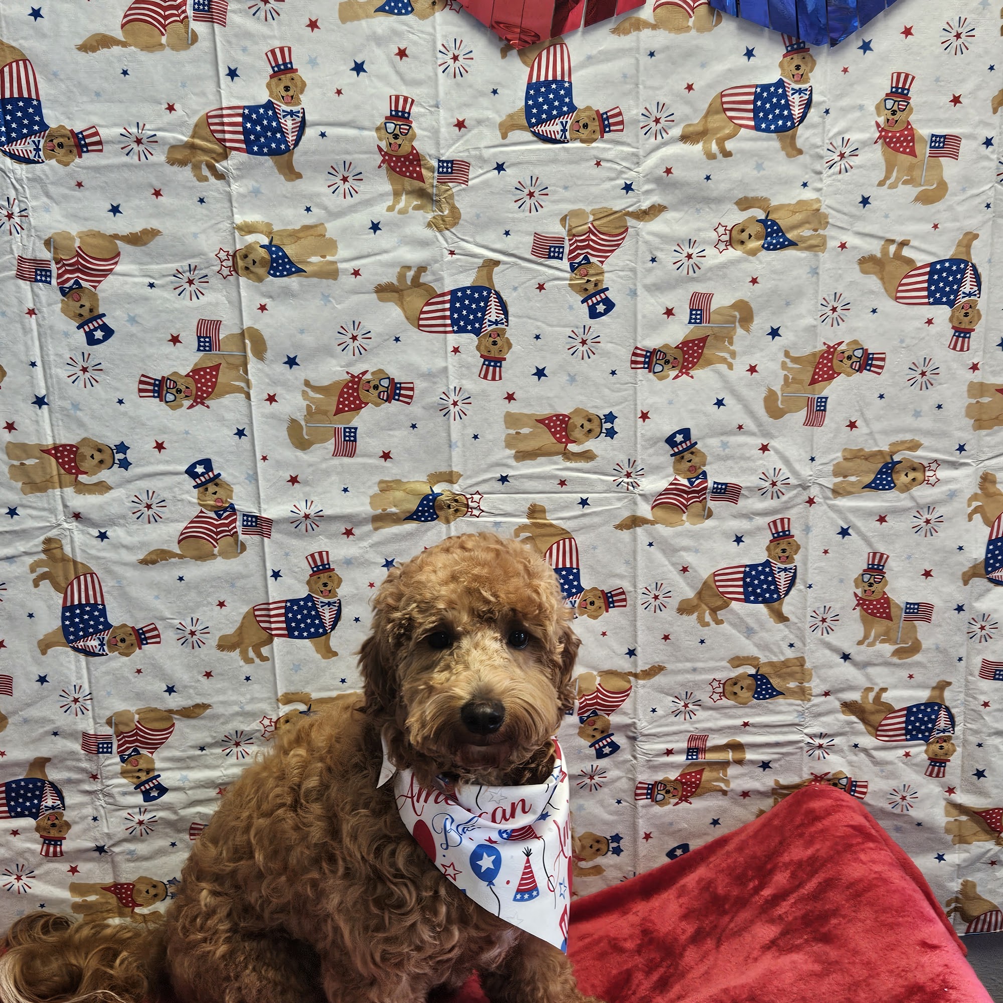 Bless Their Heart Pet Salon 11600 Seminole Blvd, Largo Florida 33778