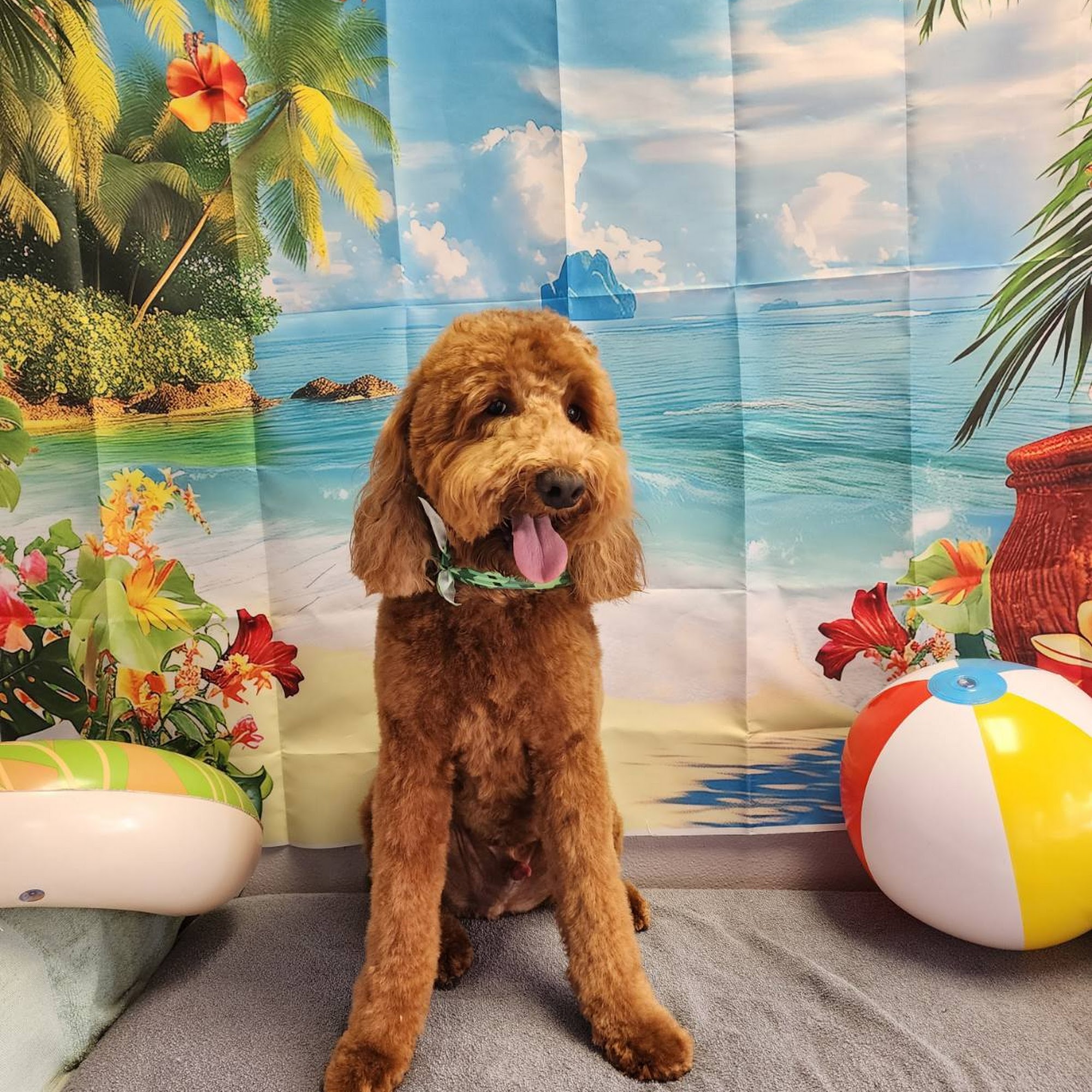 Bless Their Heart Pet Salon Largo