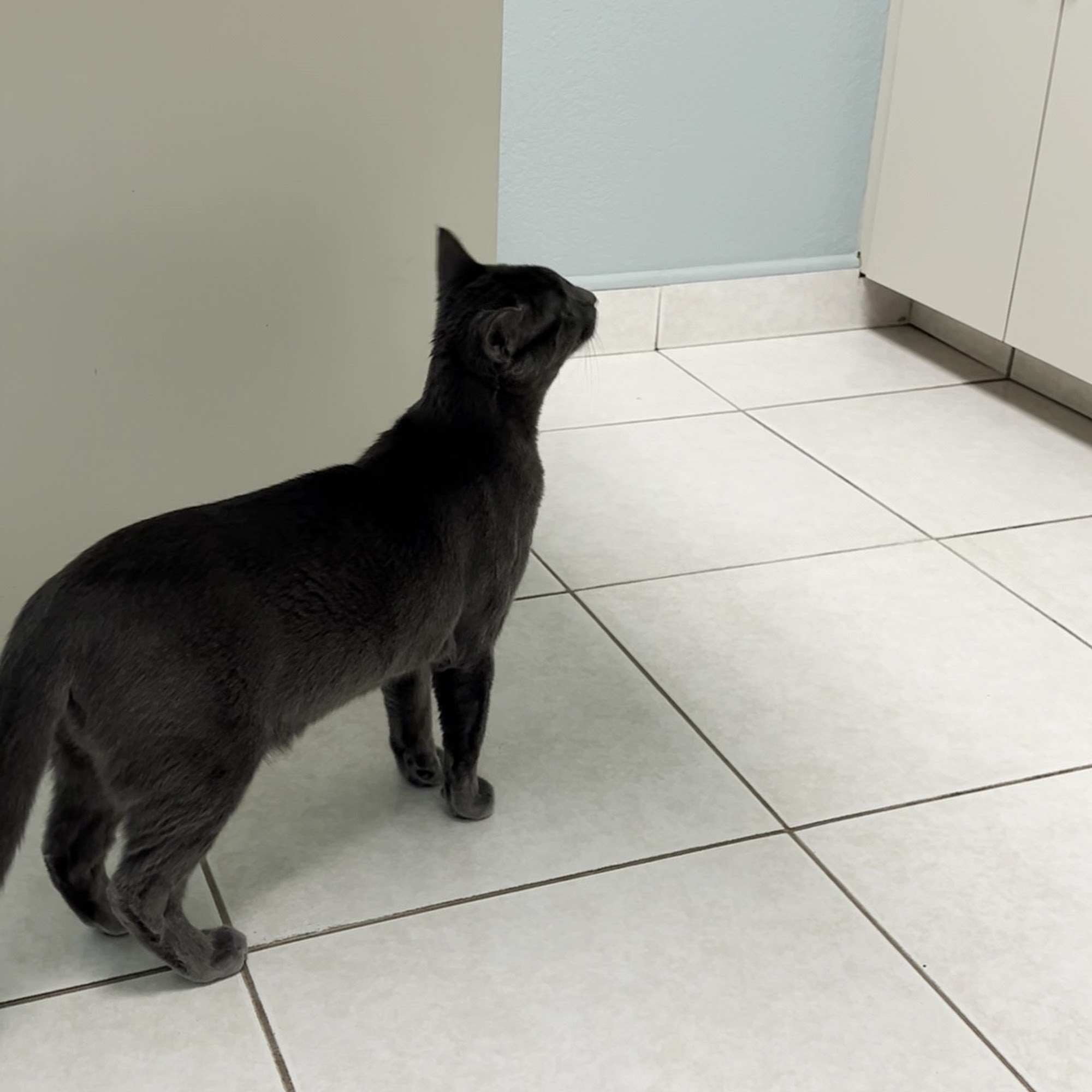 Best Friends Animal Hospital Lauderhill