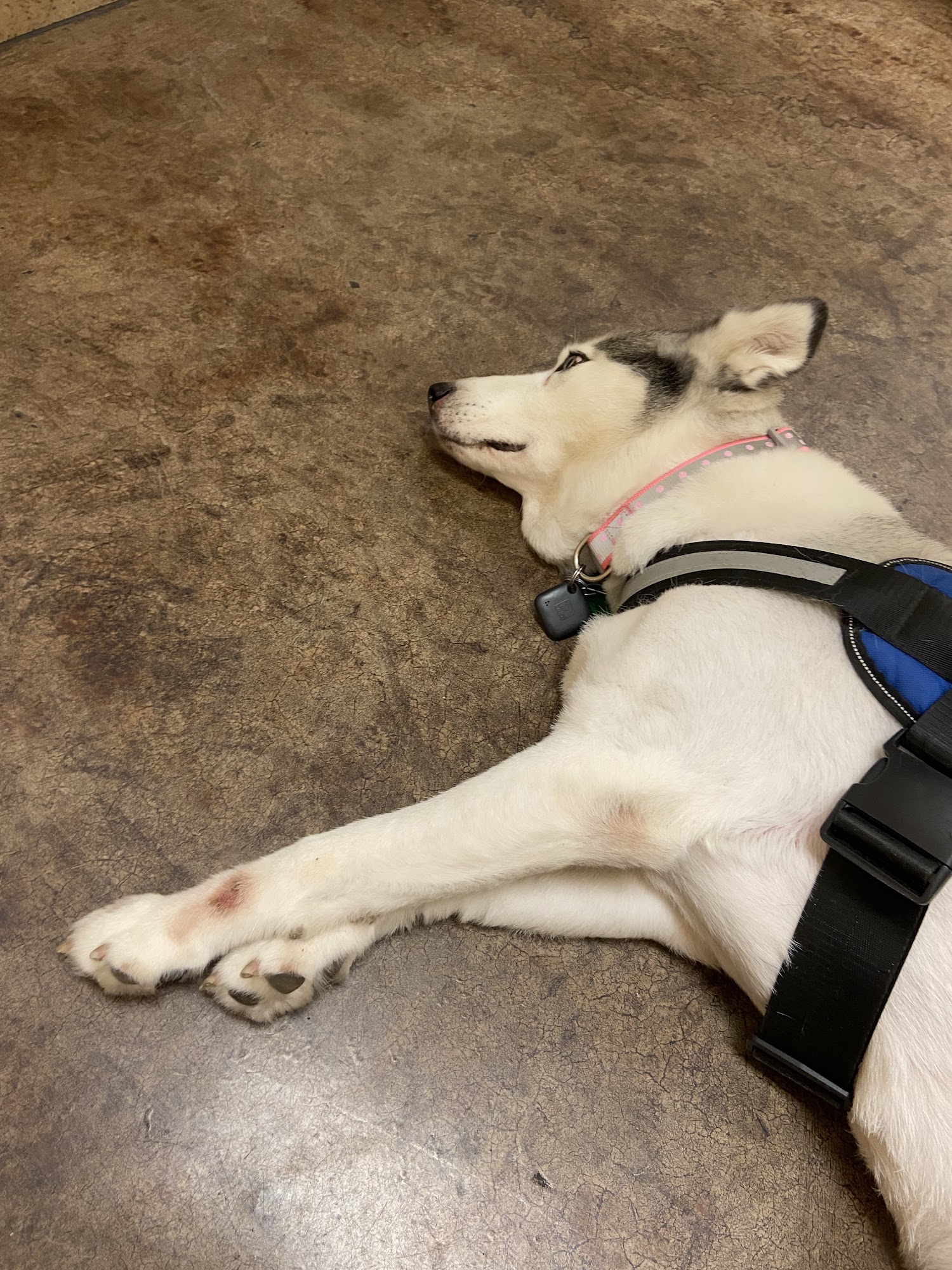 VCA Lecanto Animal Hospital Lecanto