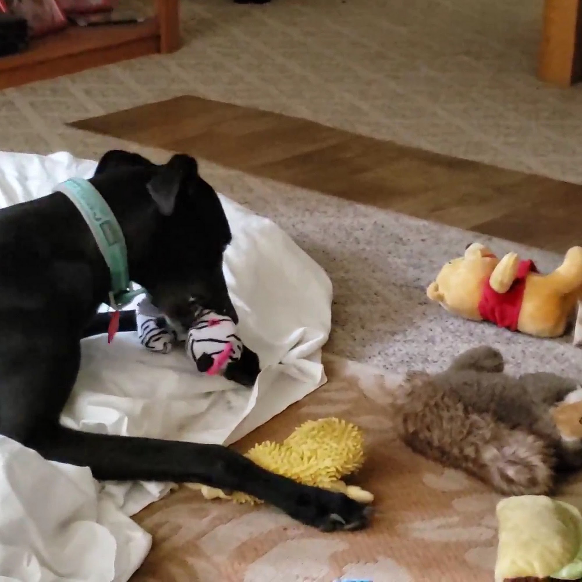 Humanitarians of Florida Inc Lecanto