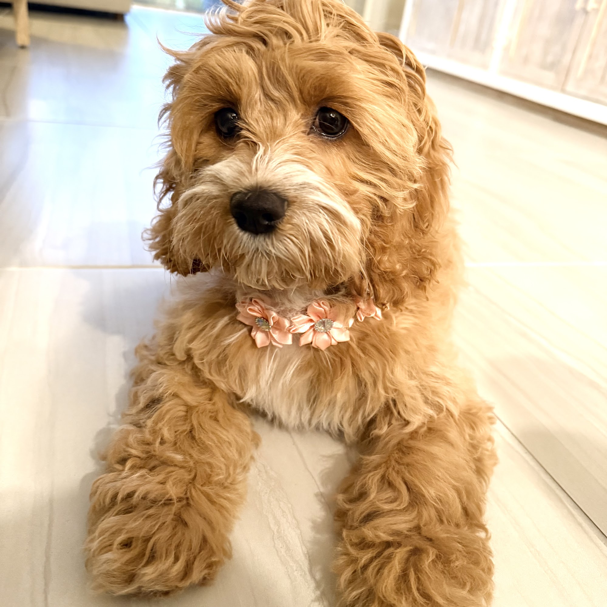 Florida Cockapoo Puppies For Sale, New Litter Ready Lecanto