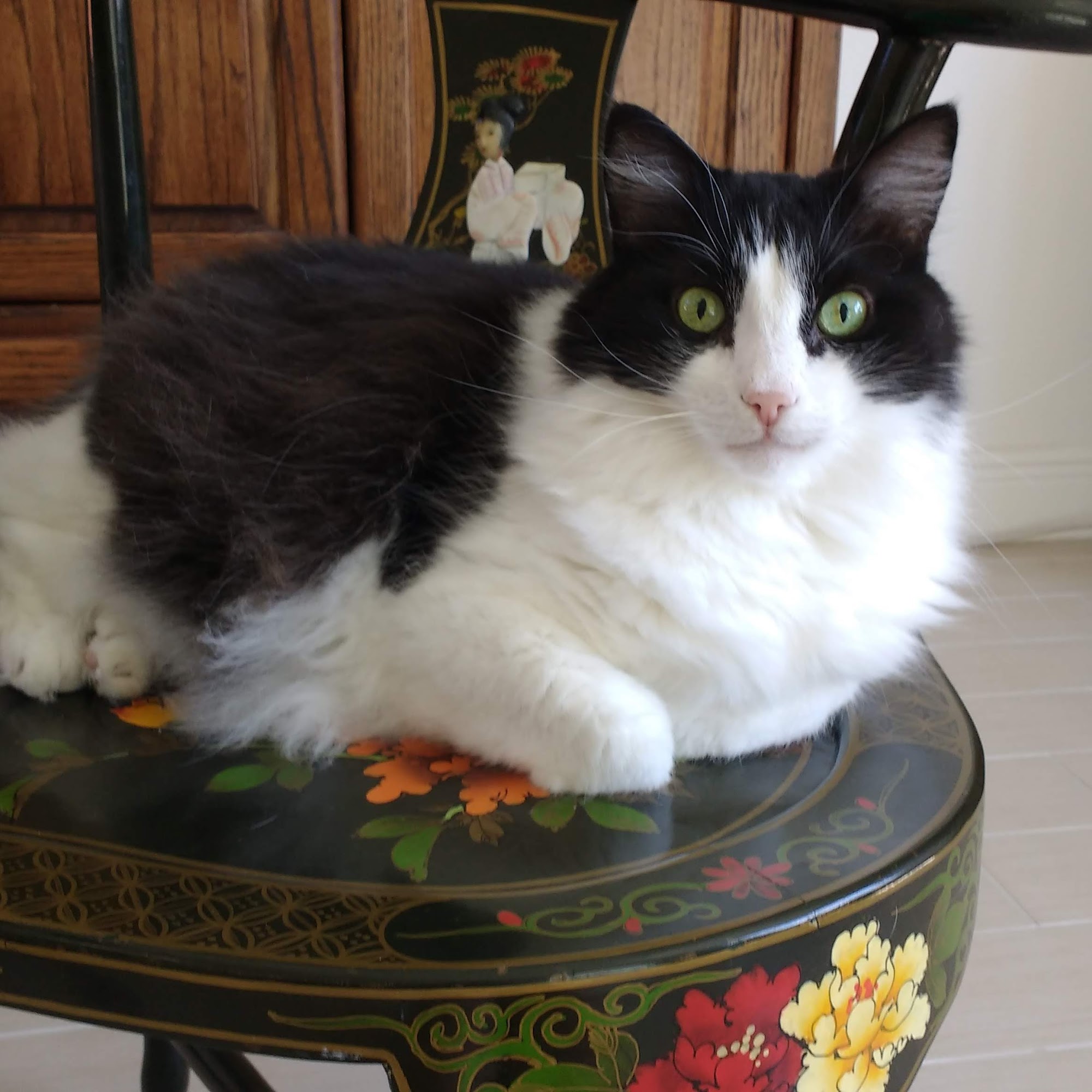 The Animal League Wellness Center - Affordable Veterinarian Services Leesburg