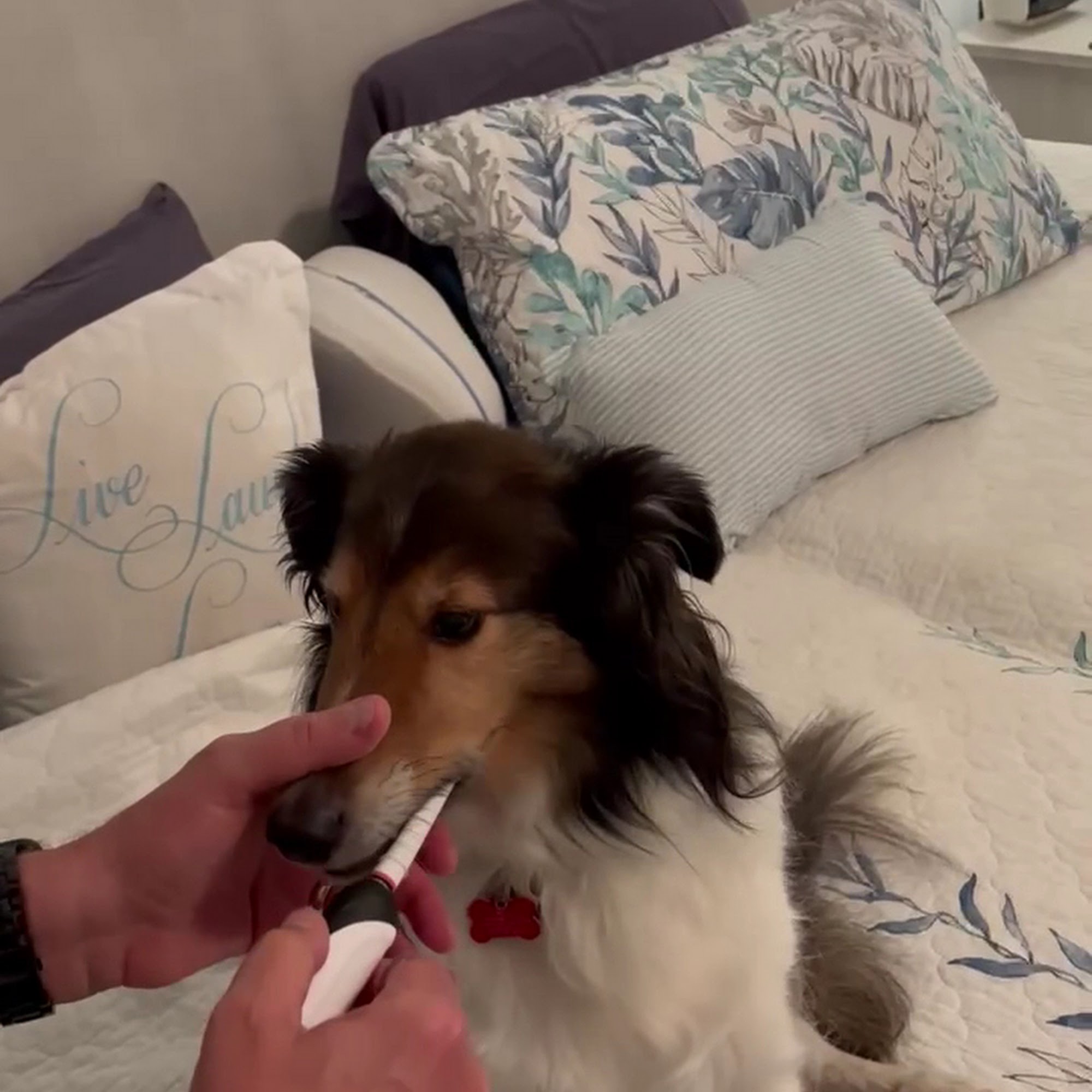 Lake Square Animal Hospital Leesburg