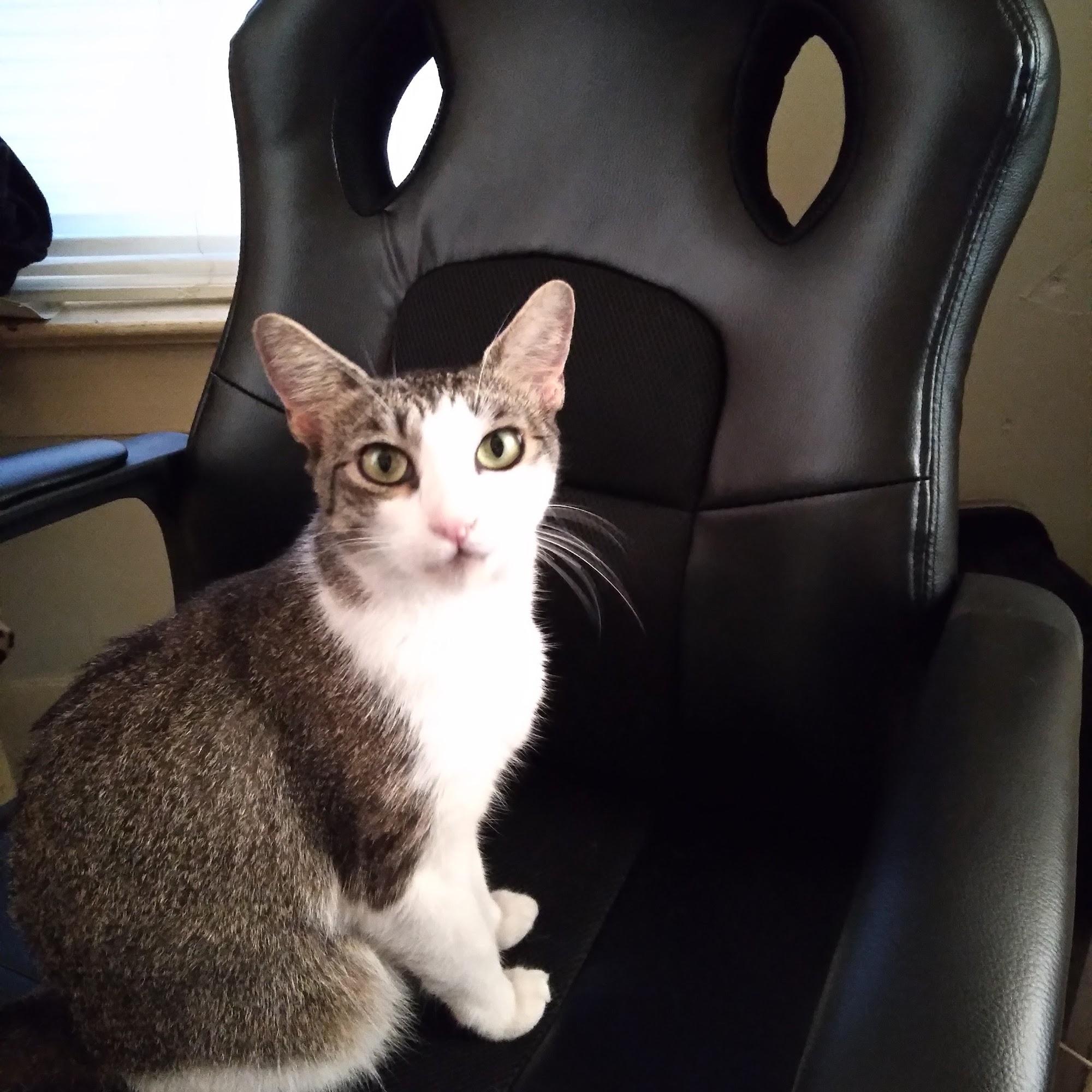 Leesburg 441 Animal Hospital Leesburg