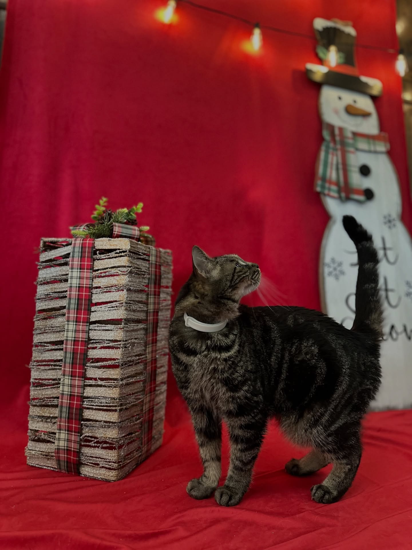 Pet Lodge & Spa Leesburg