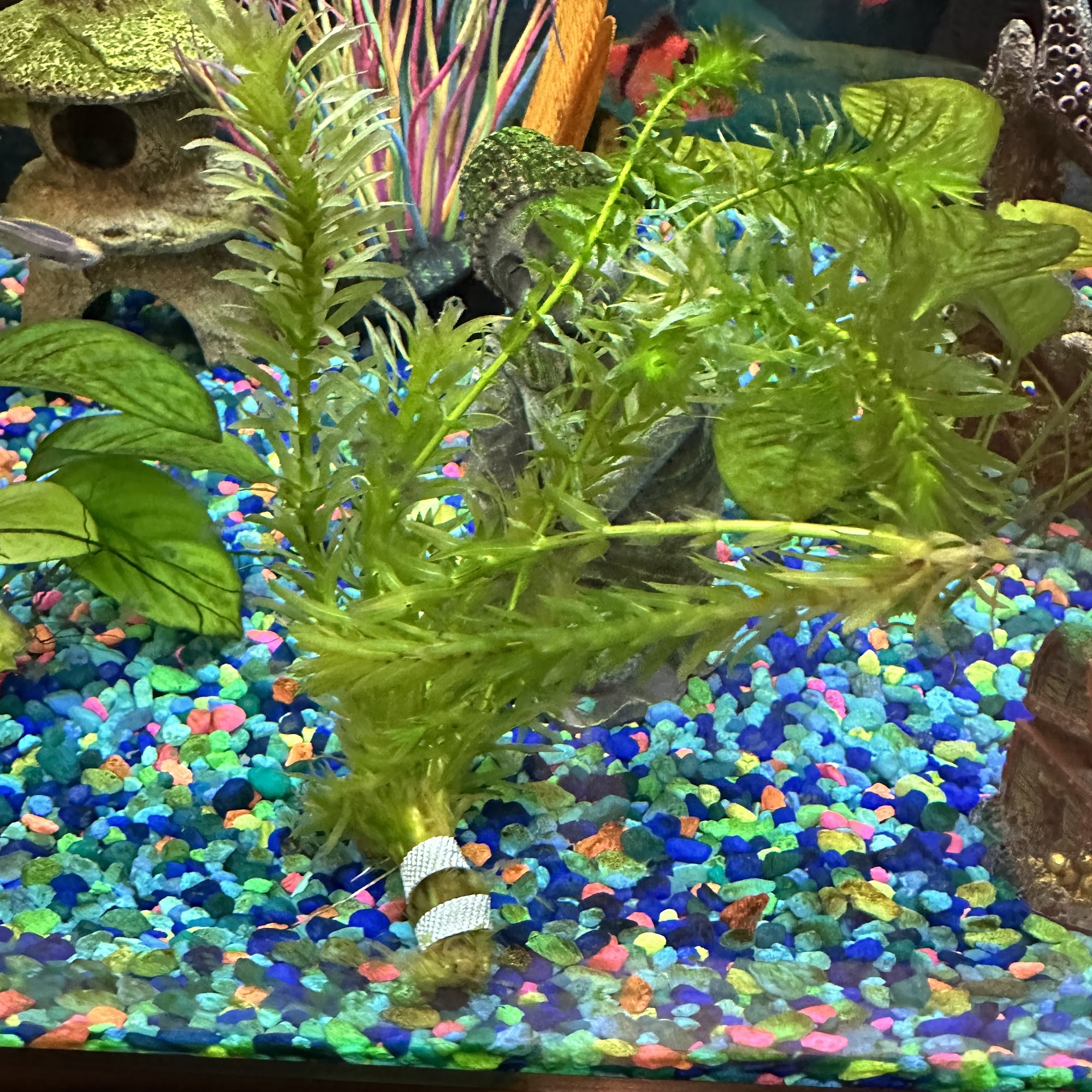 Pet Supermarket Leesburg