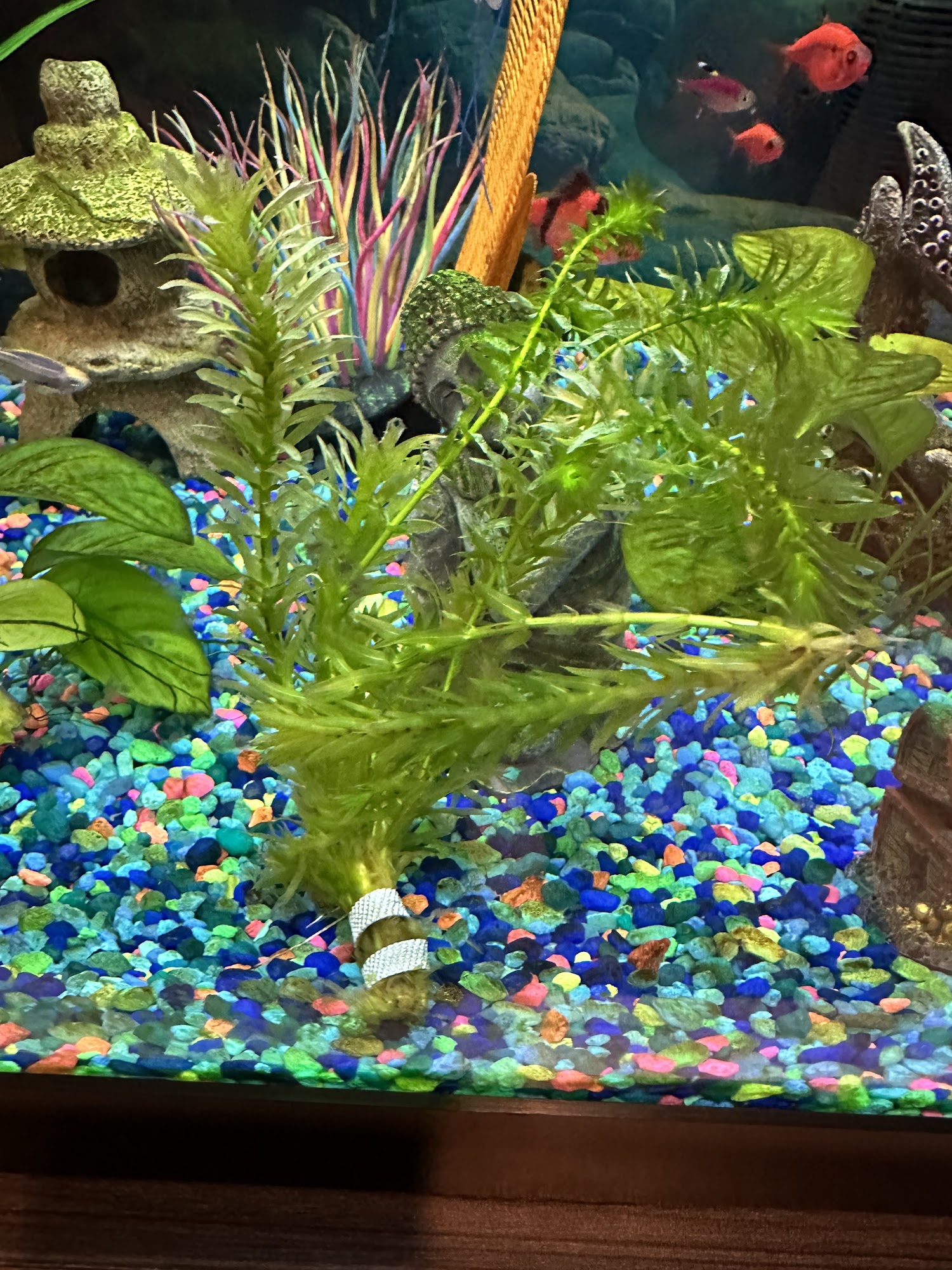 Pet Supermarket Leesburg