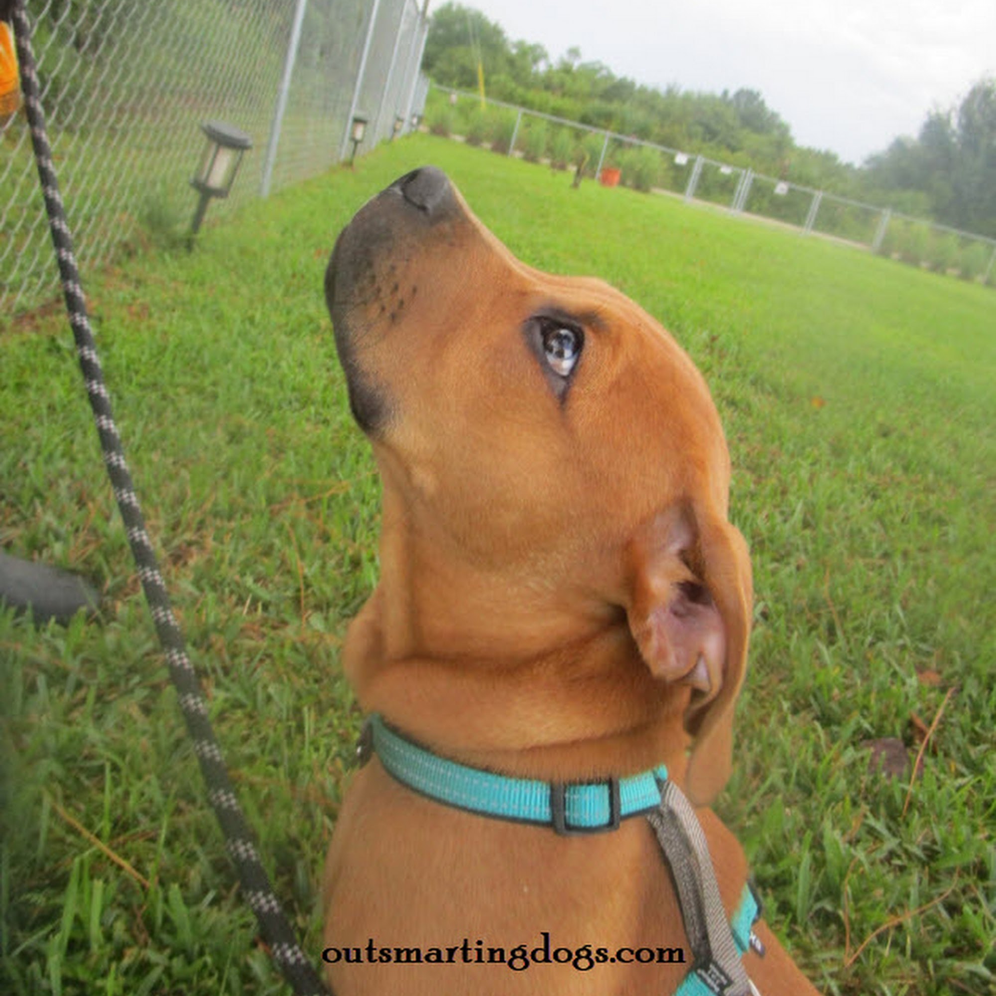 Outsmarting Dogs Lehigh Acres