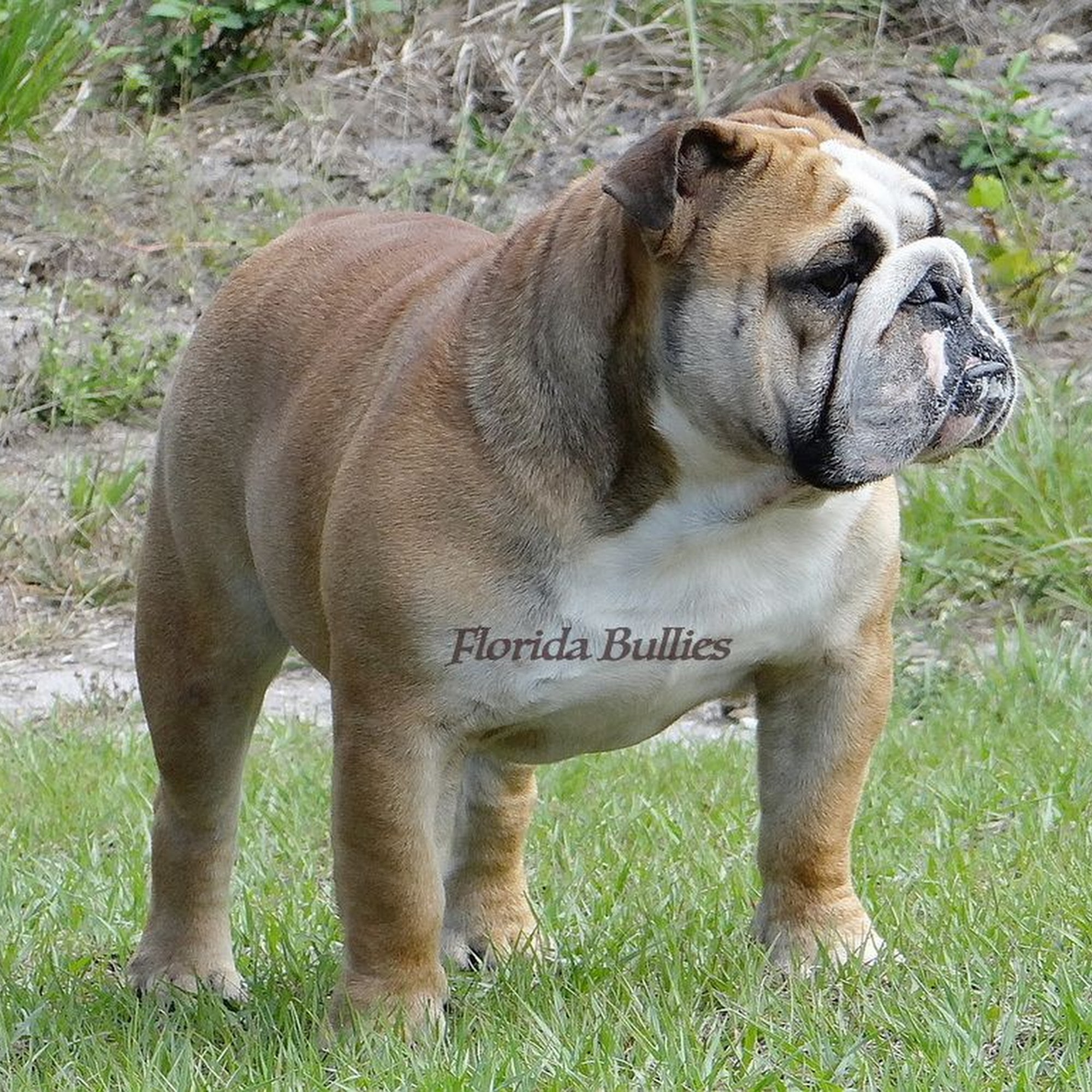FLORIDA BULLIES Lehigh Acres
