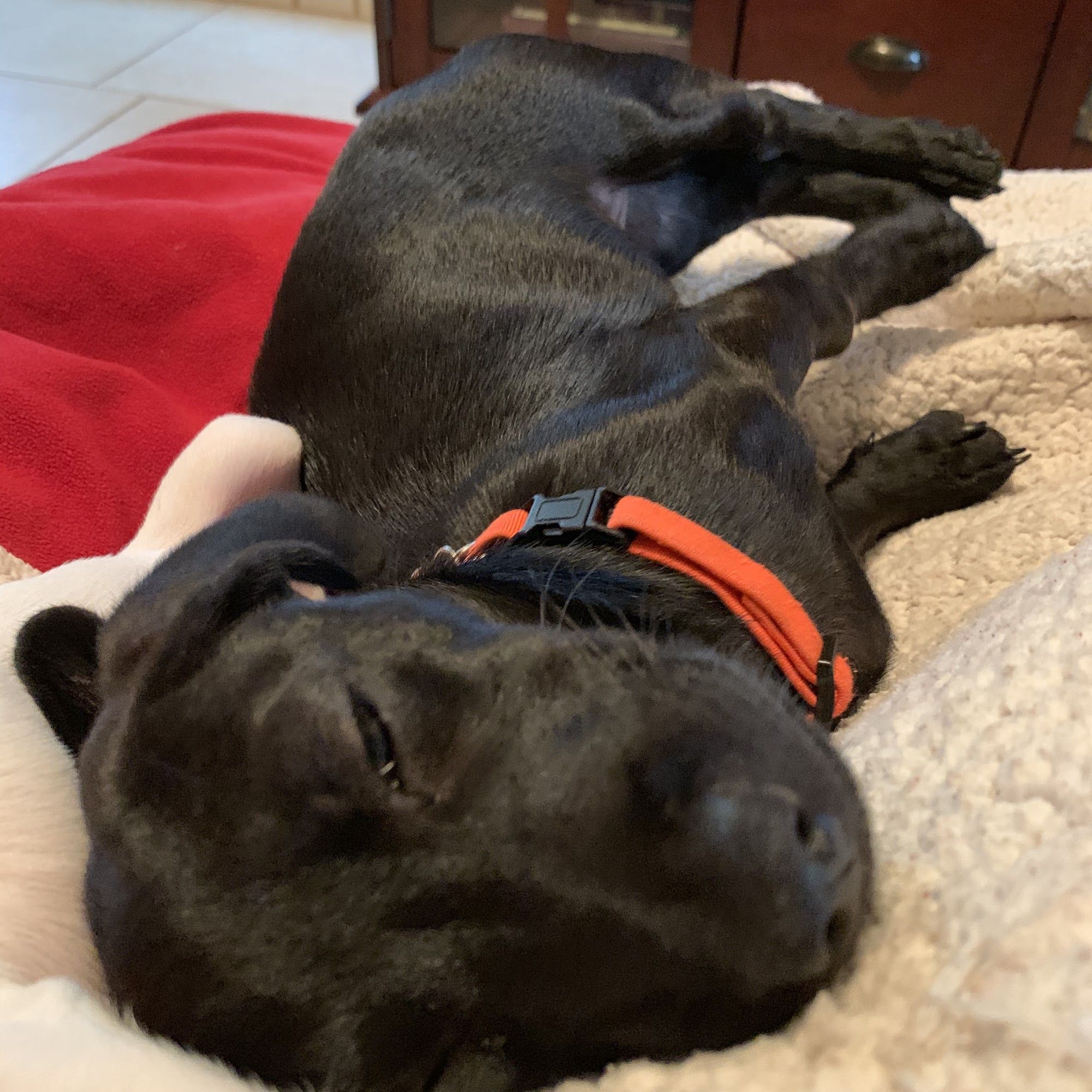 A Rags To Riches Mobile Dog Lehigh Acres