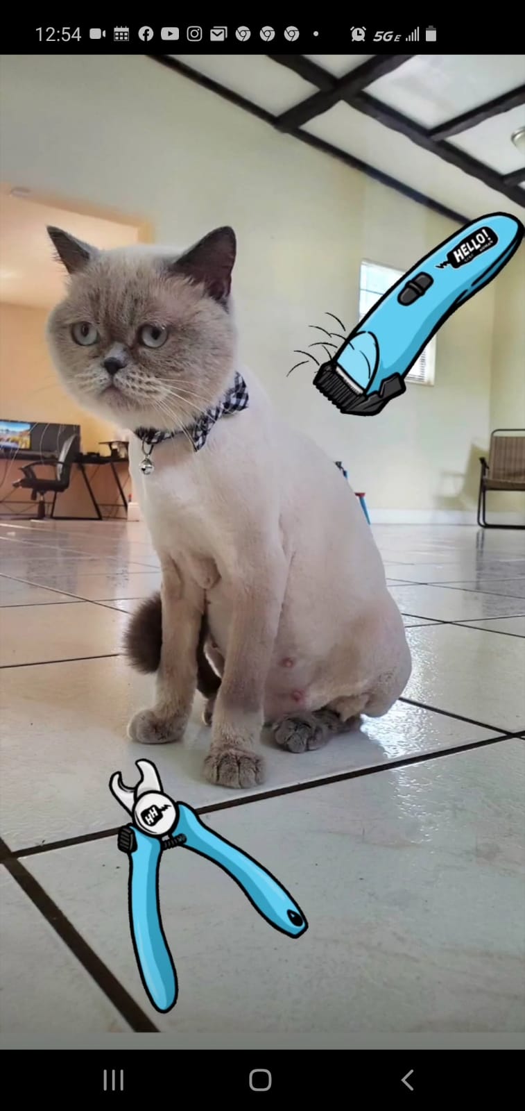 Siberian Pet Care Lighthouse Point