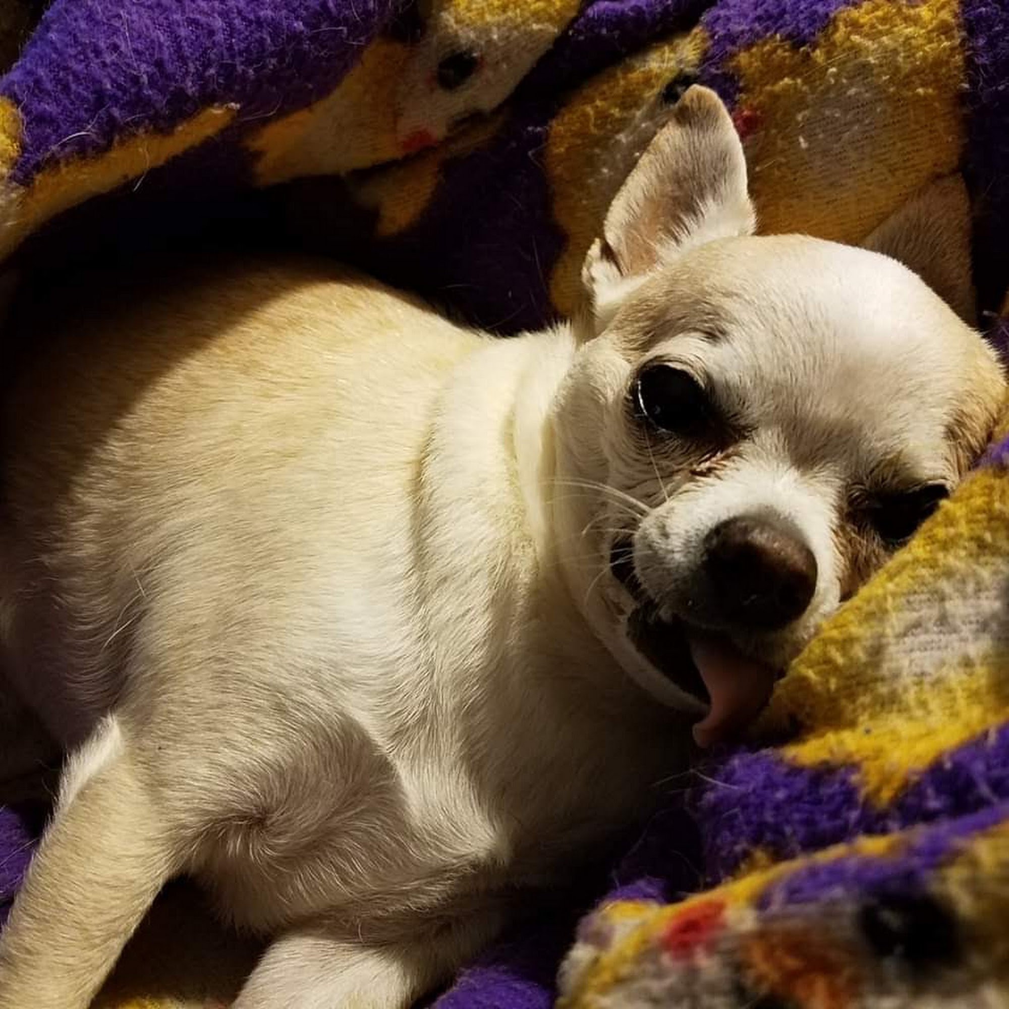 Alafia River Animal Hospital Lithia