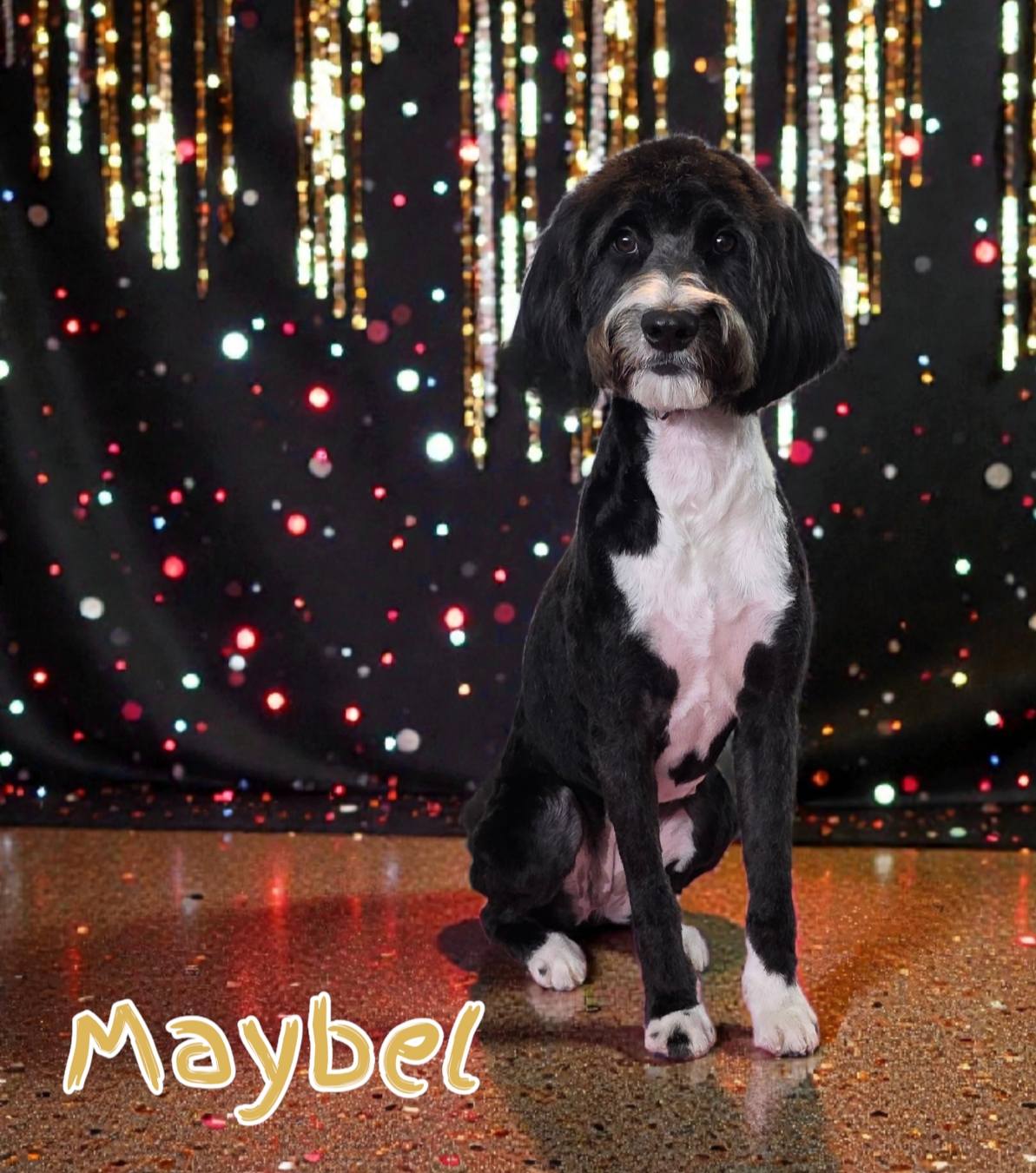 Sit Pretty Pet Spa Lithia