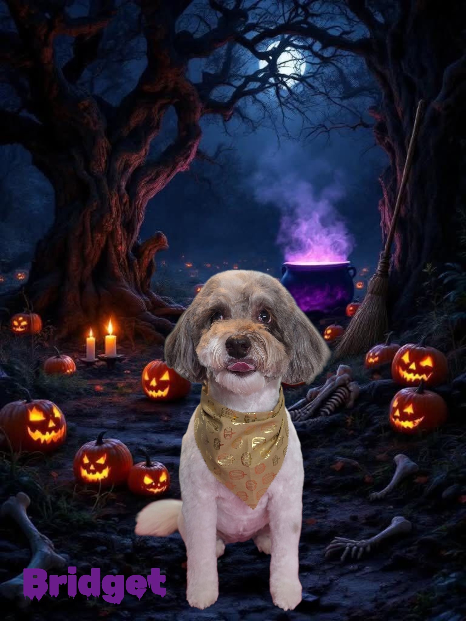 Sit Pretty Pet Spa Lithia