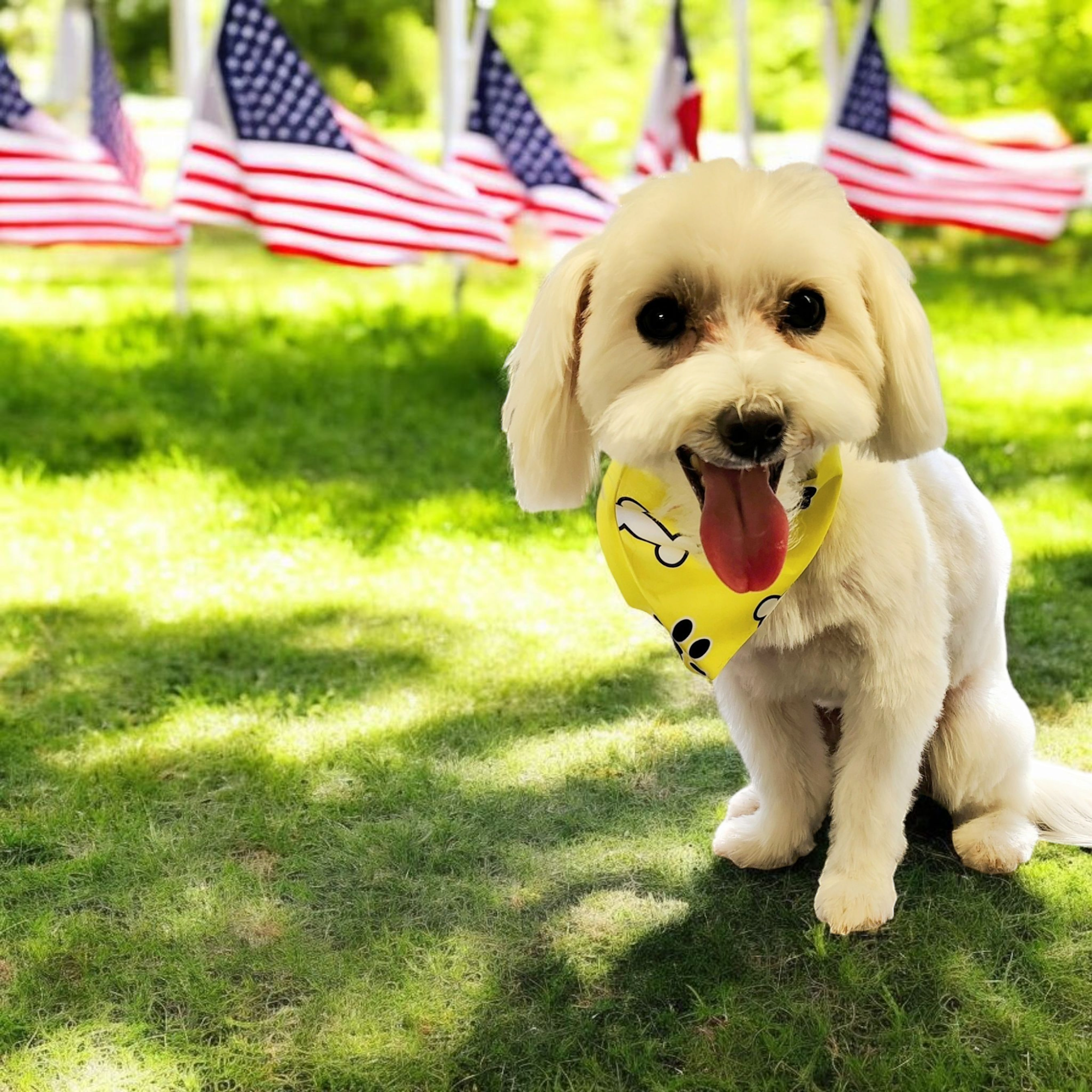 AT SUNNYVILLE MOBILE GROOMING Lithia