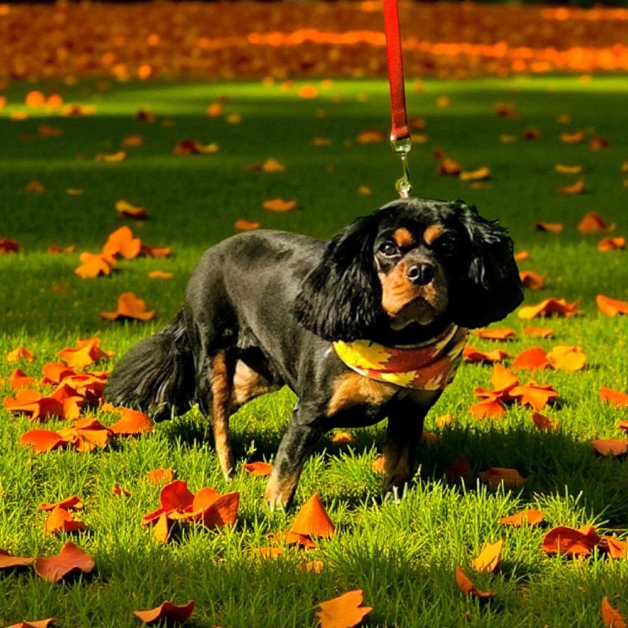 AT SUNNYVILLE MOBILE GROOMING Lithia