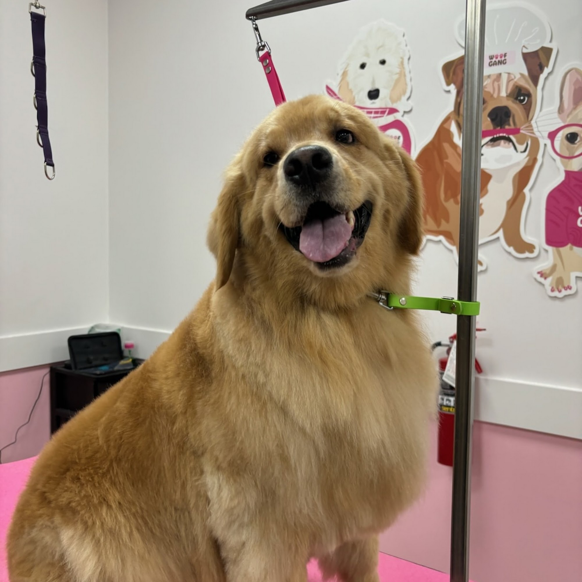 Woof Gang Bakery & Grooming Fishhawk Commons 5644 Circa Fishhawk Blvd, Lithia Florida 33547