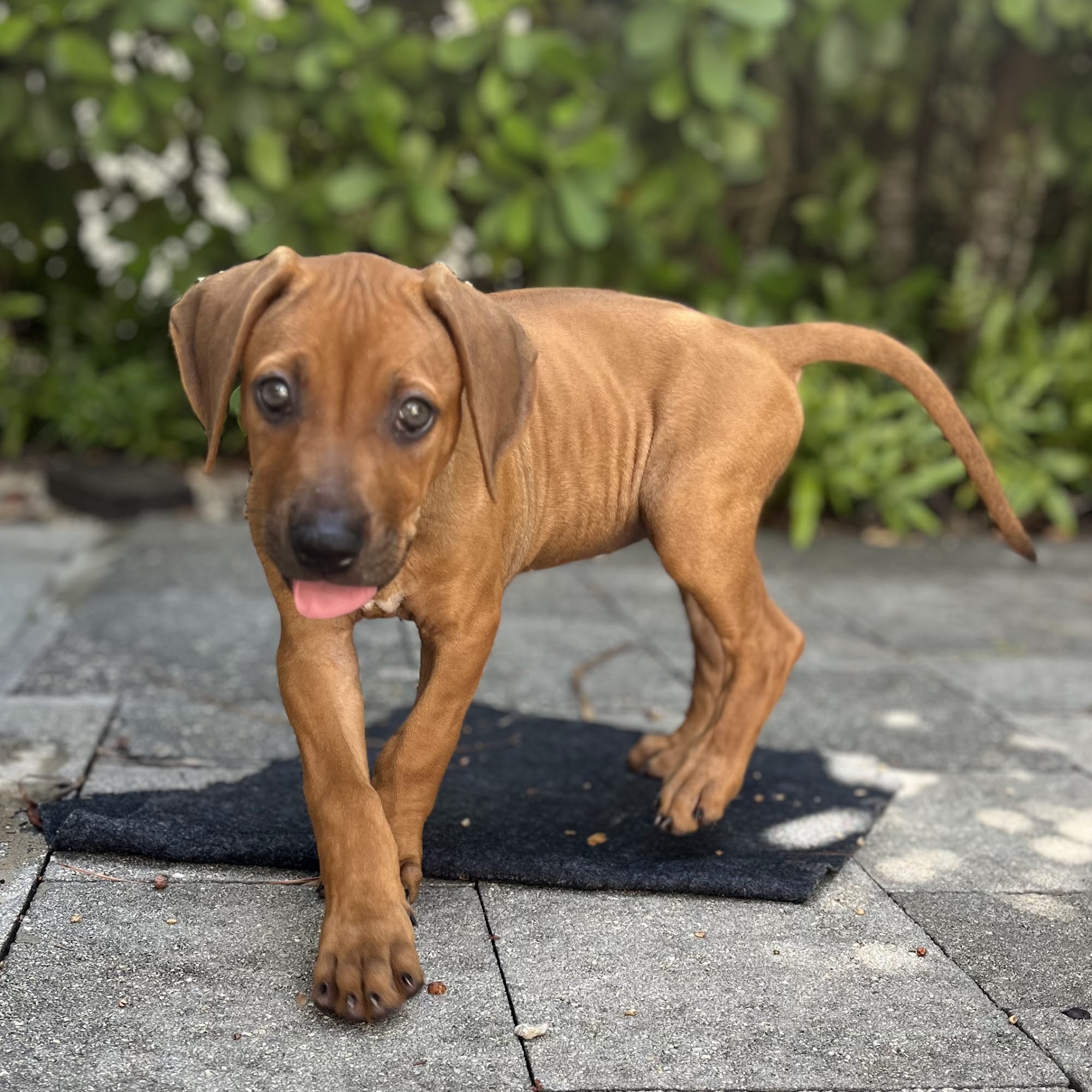 Diamondcrest Farms 9007 Carey Rd, Lithia Florida 33547