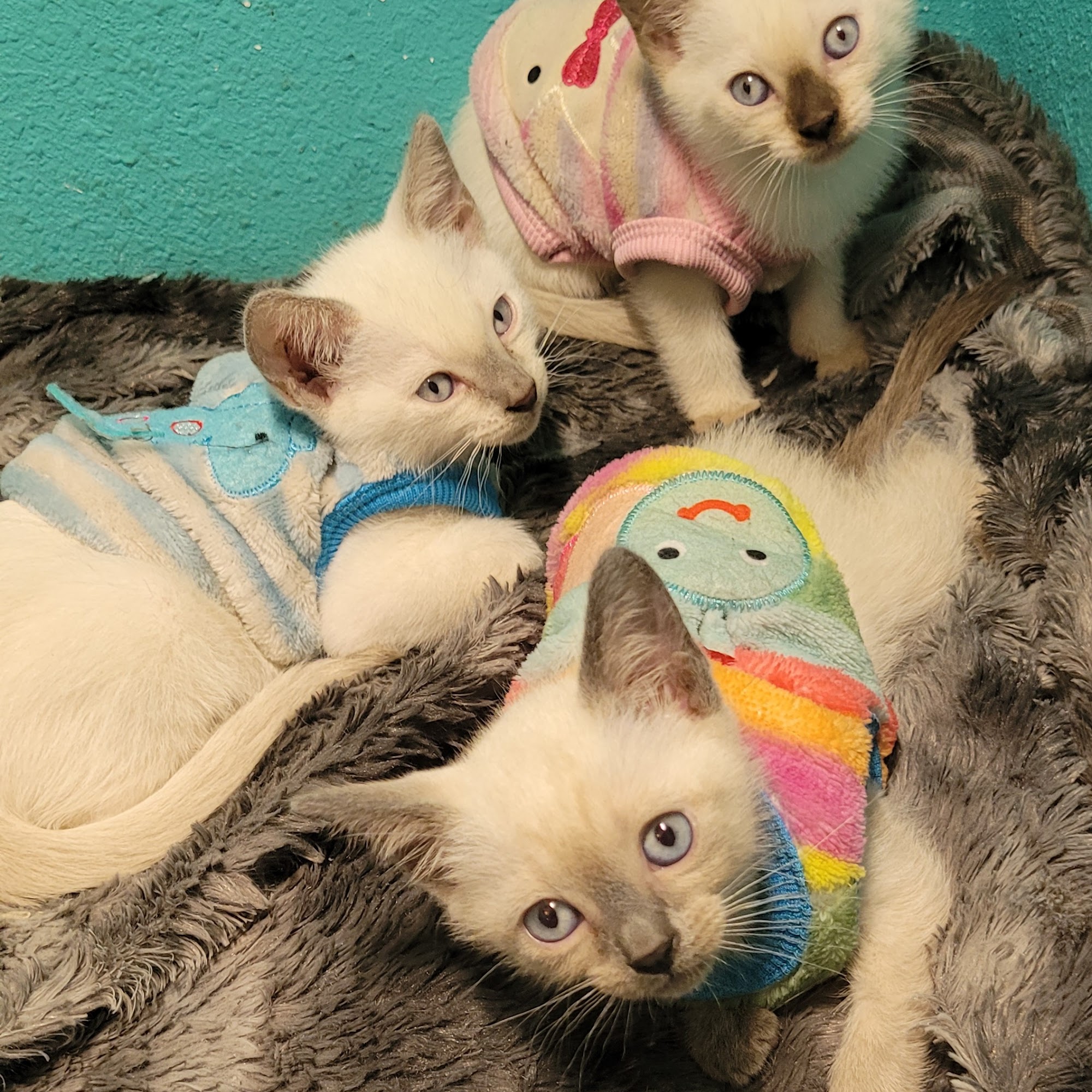 All Springs Veterinary Hospital Live Oak