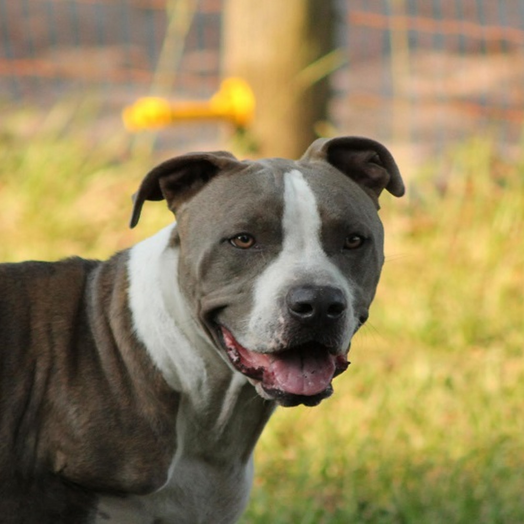 Companion Animal Hospital Live Oak