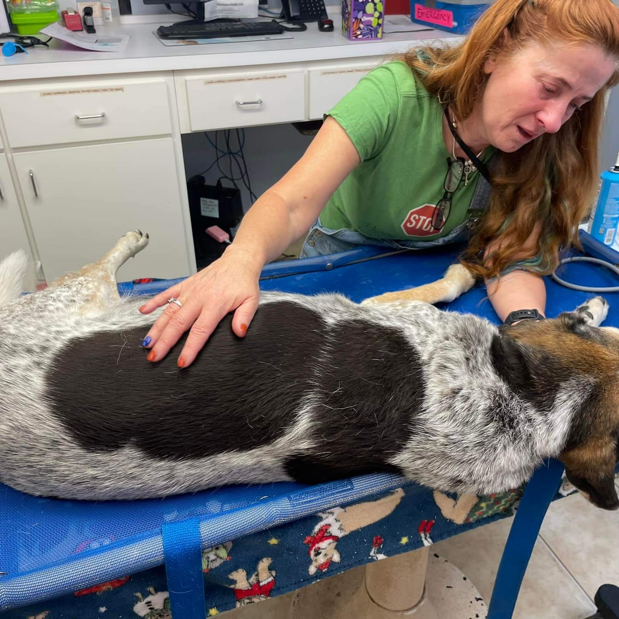 Caring Hands Animal Hospital of Live Oak Live Oak