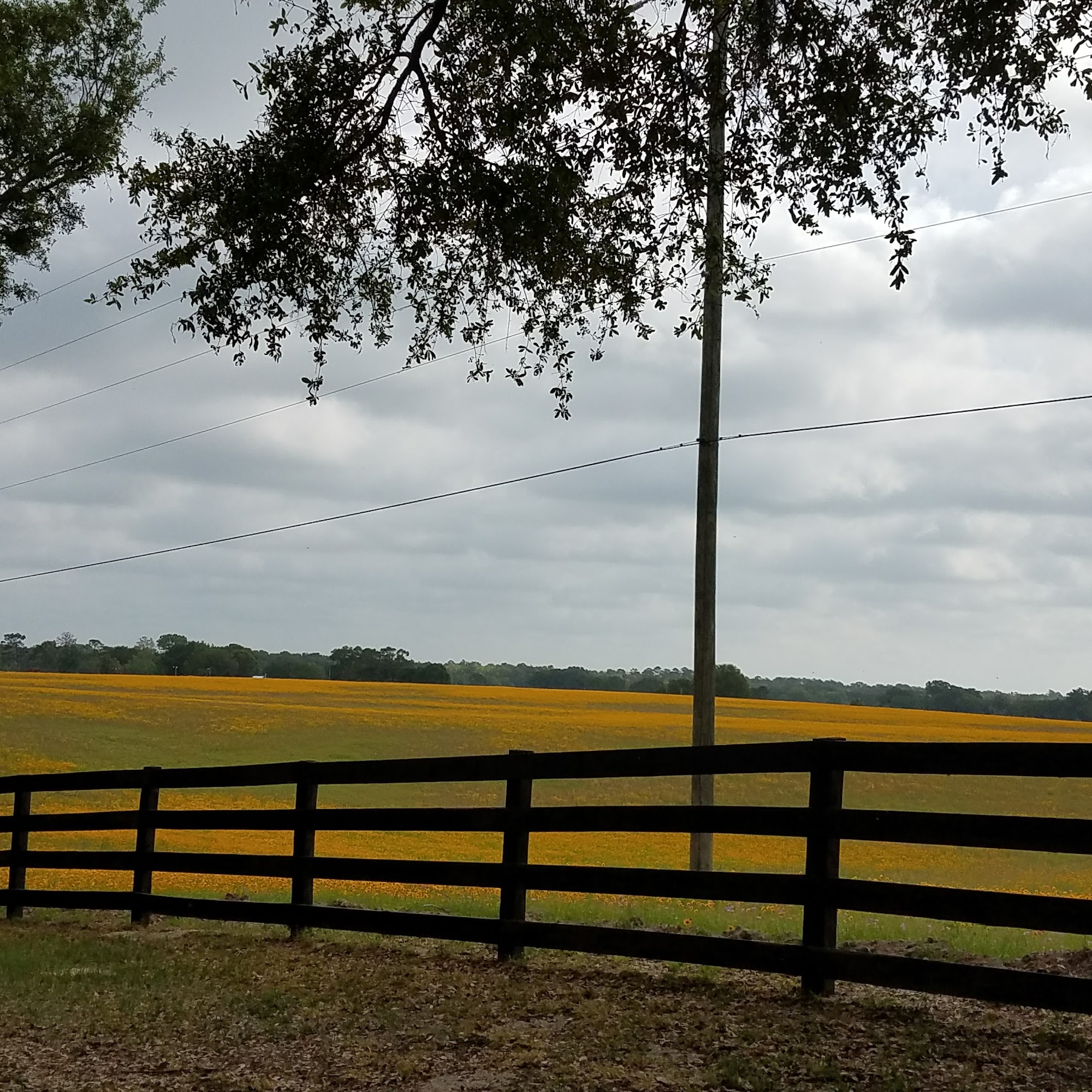 Florida Sheriffs Youth Ranches, Inc. Live Oak