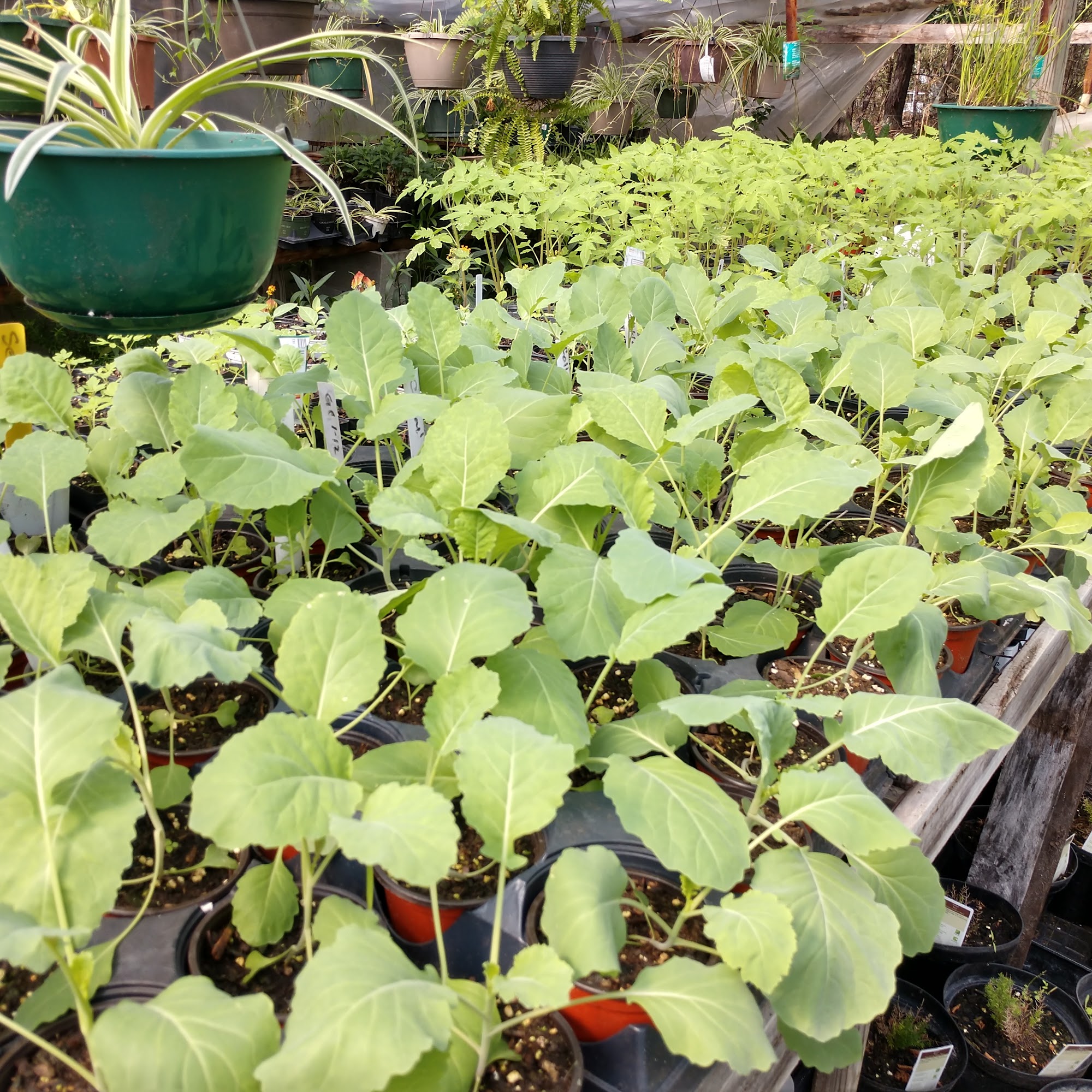 Bob's Plants Nursery Live Oak
