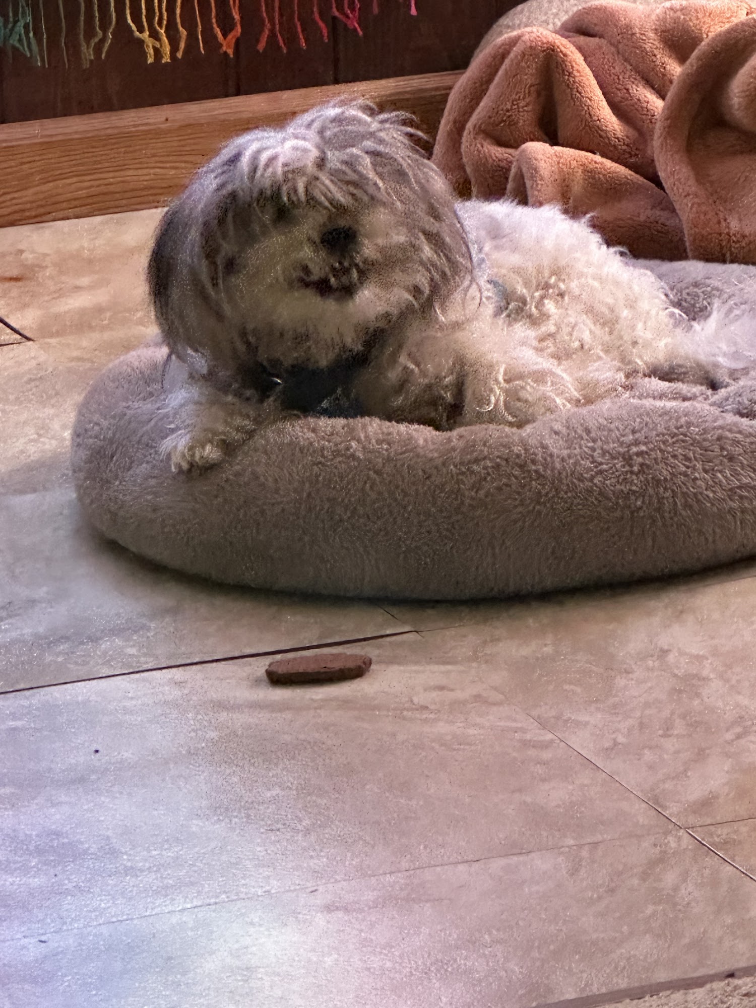 Banfield Pet Hospital Longwood