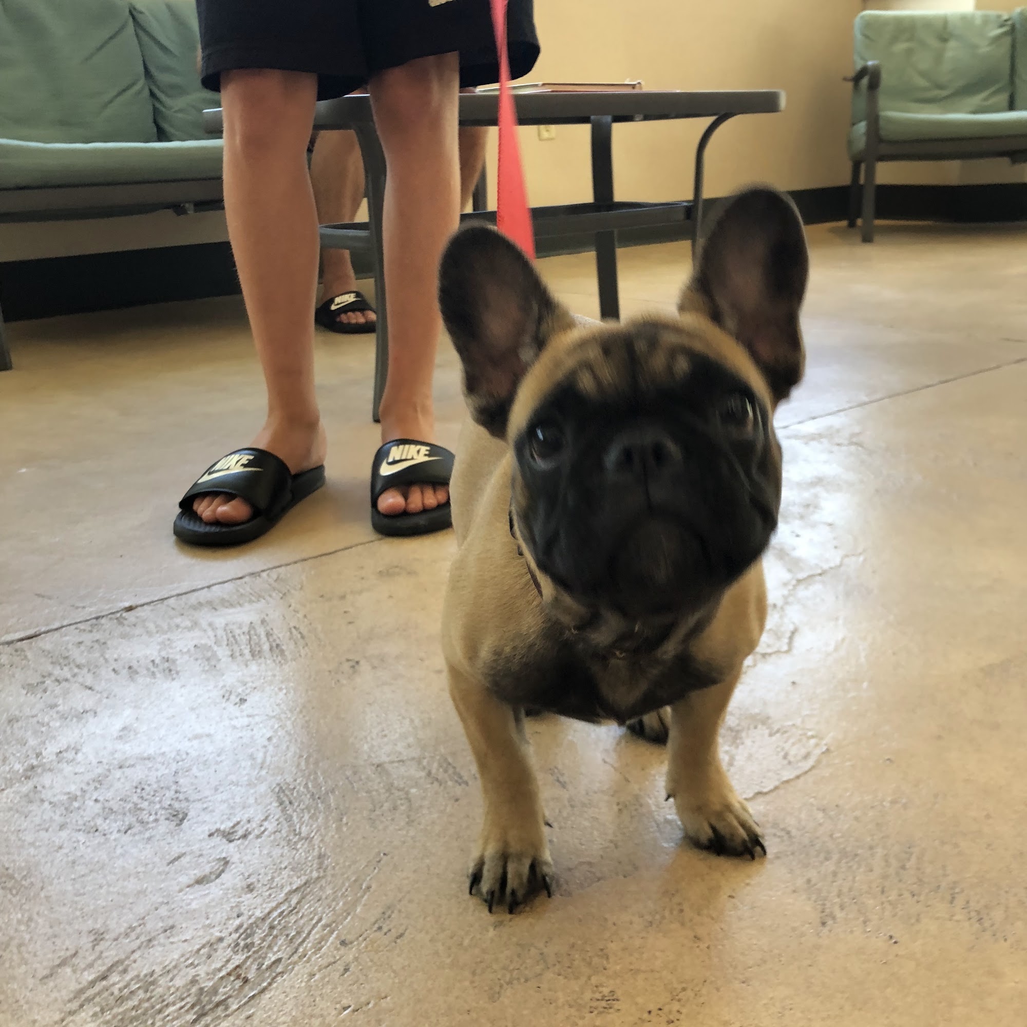 Longwood Veterinary Clinic Longwood