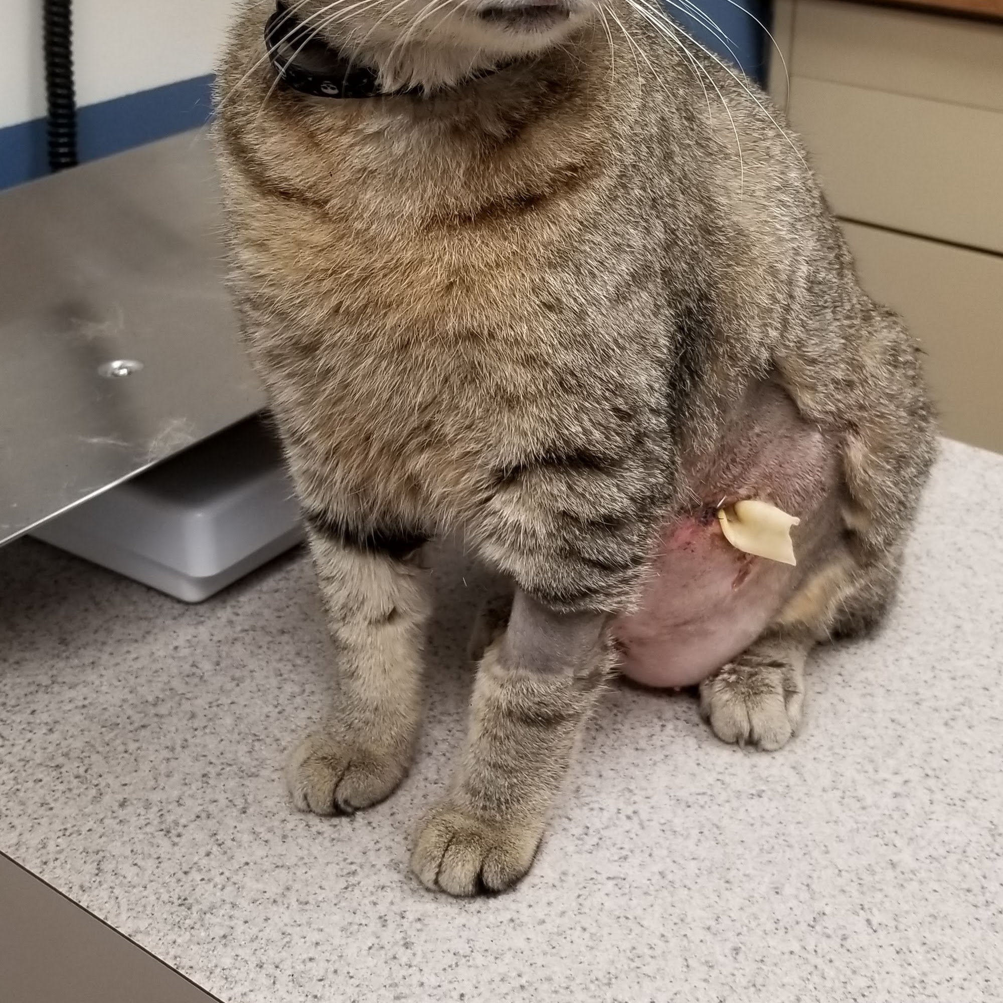 Animal Clinic Of Wekiva Longwood