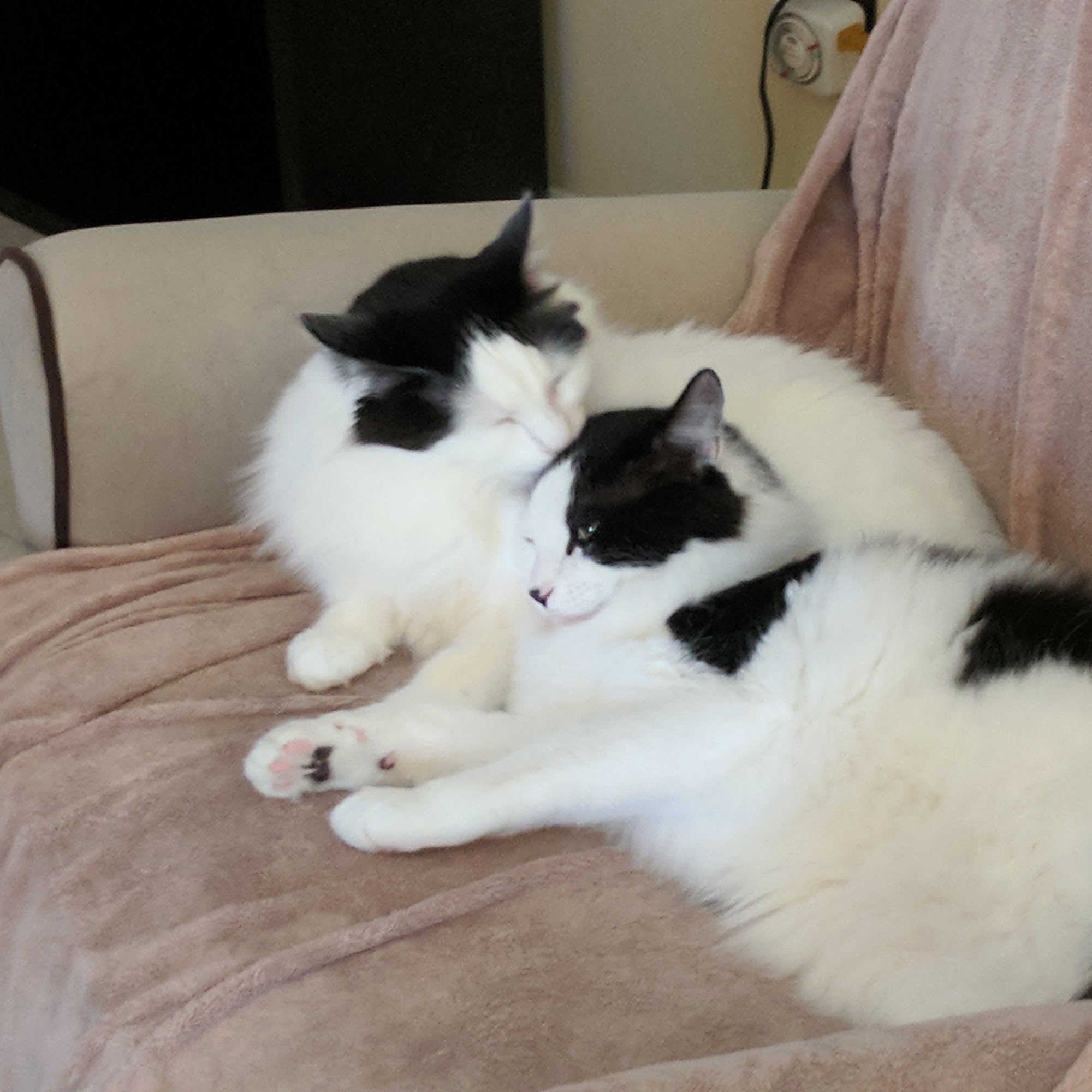 434 Animal Hospital Longwood