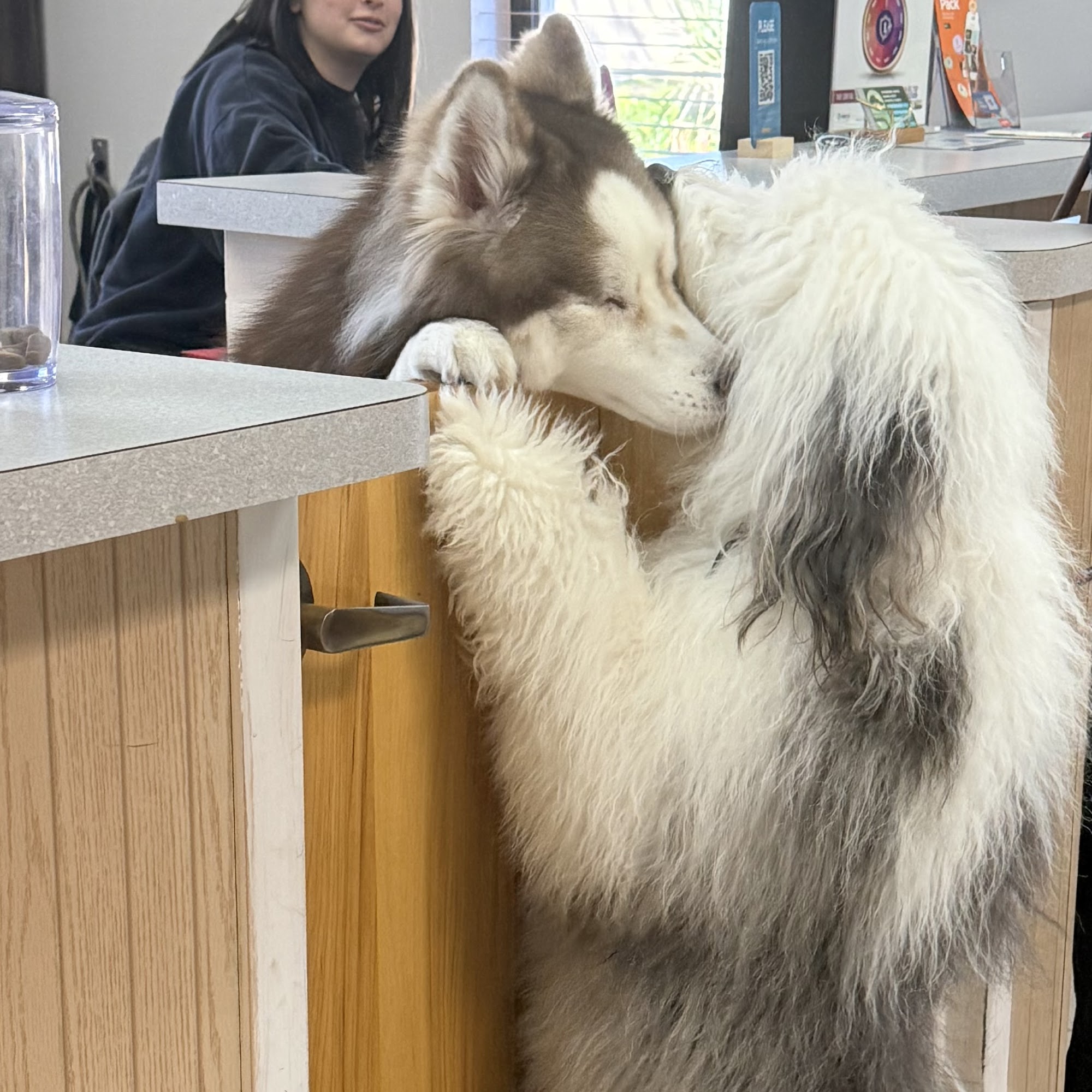 Markham Woods Animal Hospital Longwood