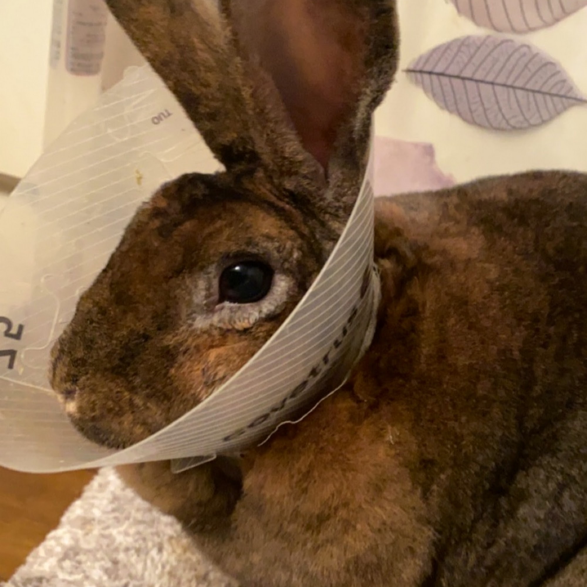 Luv-N-Care Animal Hospital Longwood